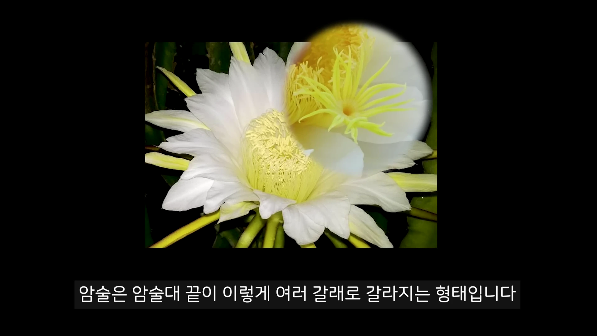 흰색 꽃잎이 활짝 펼쳐진 선인장 꽃의 근접 사진으로, 중앙에는 노란색 수술들이 가득하고 암술대가 길게 뻗어 있는 모습이 담겨 있습니다. 하단에는 한국어 자막이 삽입되어 있습니다.