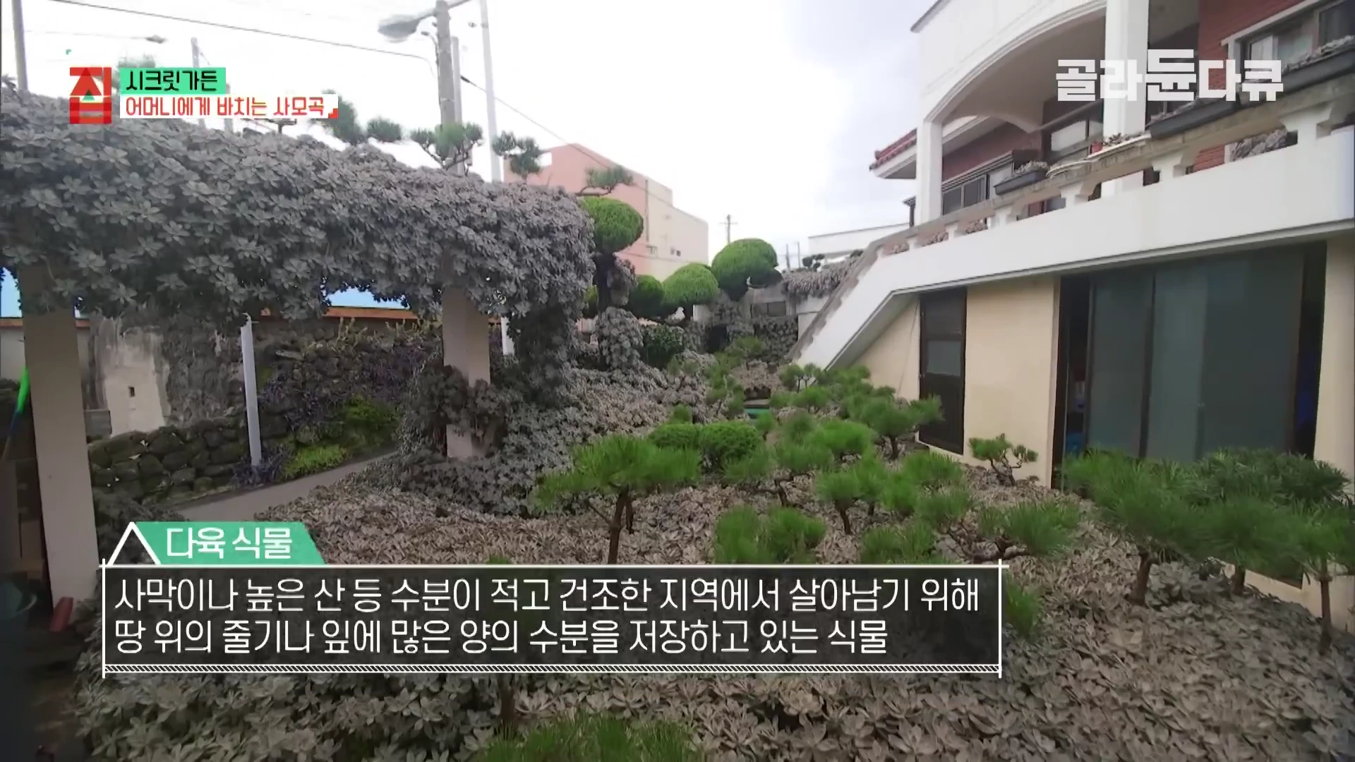 마당과 담벼락을 가득 채운 다육식물이 있는 정원과 그 뒤로 보이는 현대식 주택. 화면 하단에는 다육식물에 대한 설명이 자막으로 적혀 있다.
