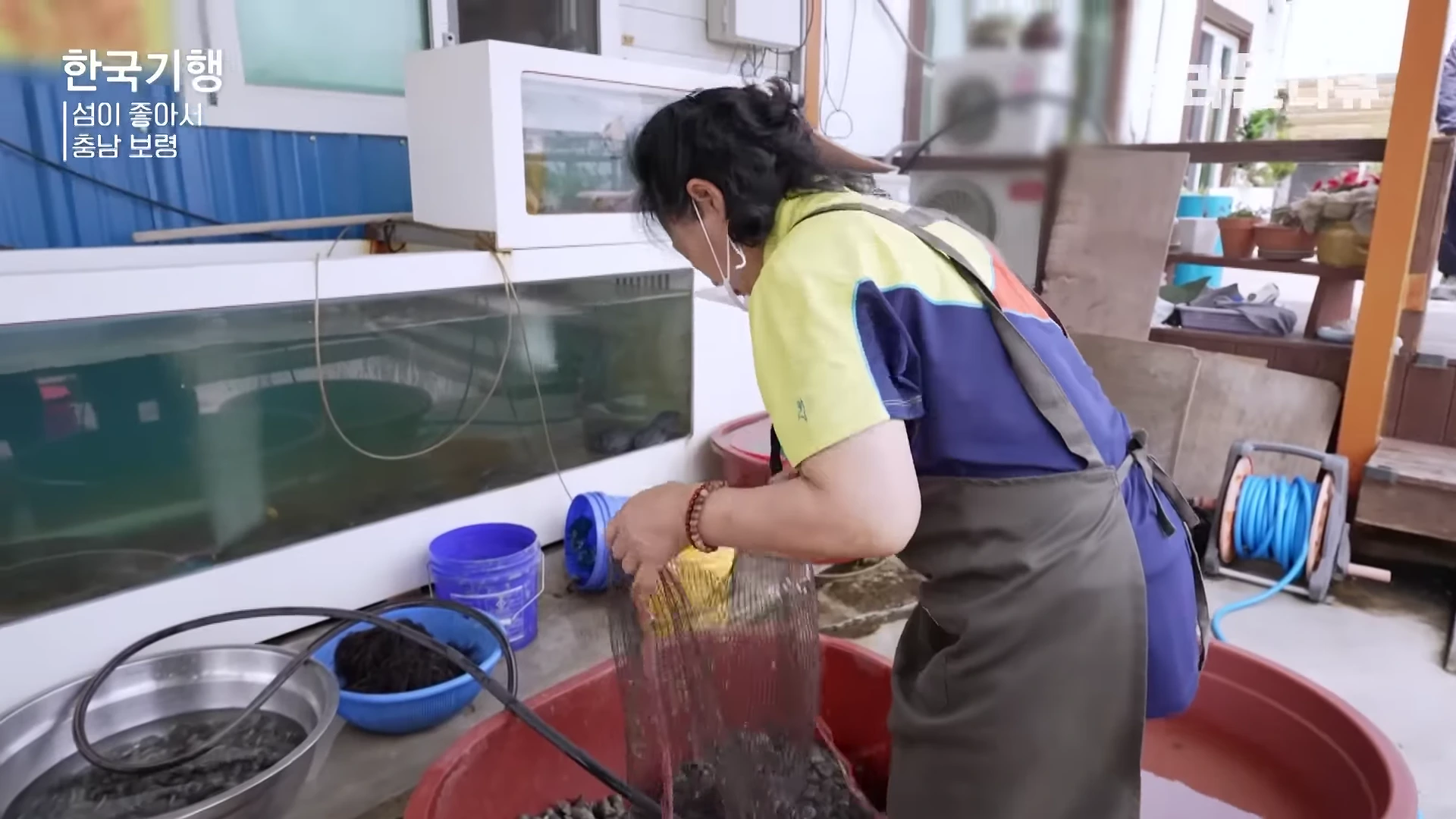 앞치마를 두른 여성이 야외에 설치된 수조 앞에서 그물망에 담긴 바지락을 살펴보고 있는 모습
