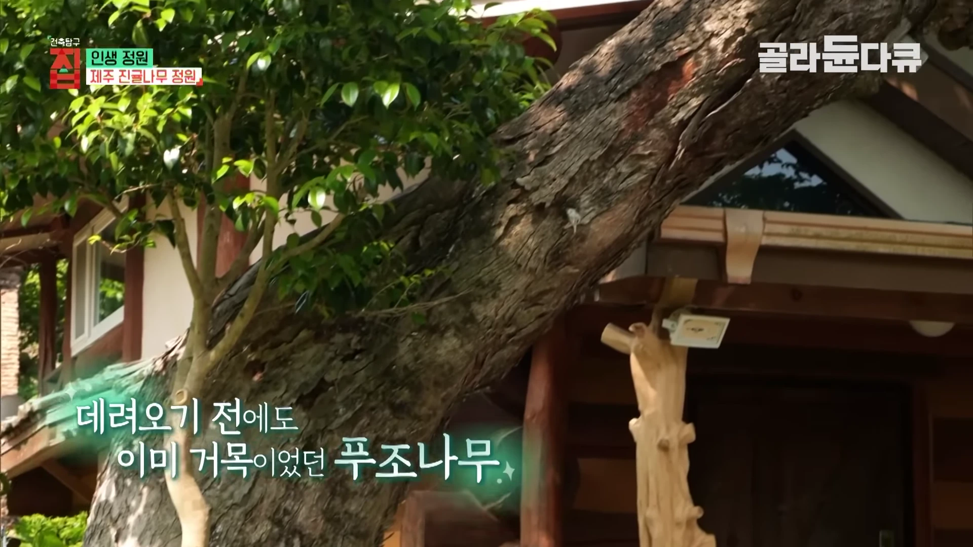 두껍고 울퉁불퉁한 질감의 거대한 푸조나무 줄기가 주택 현관 앞에 비스듬히 자리 잡고 있으며, 화면 하단에는 '데려오기 전에도 이미 거목이었던 푸조나무'라는 자막이 떠 있습니다.