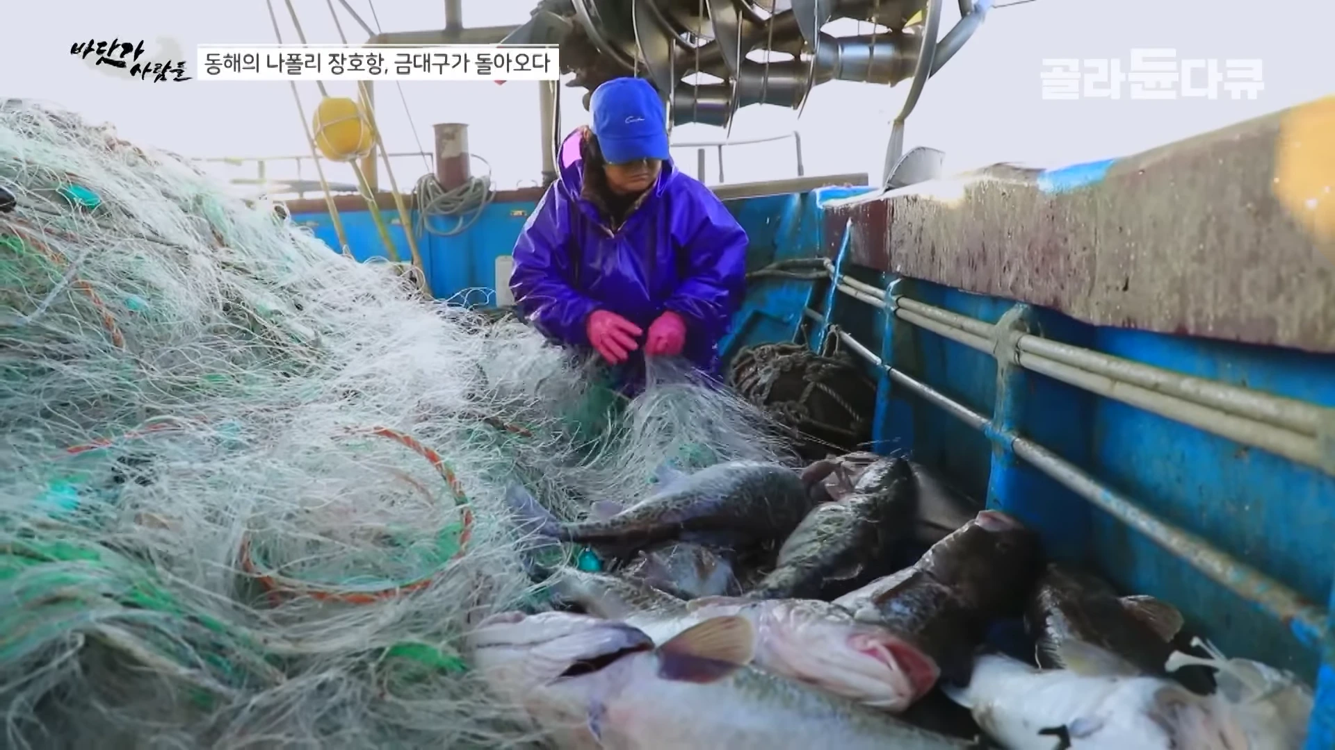 푸른색 작업복과 모자를 쓴 어부가 배 위에서 대구가 걸린 그물을 정리하고 있다.