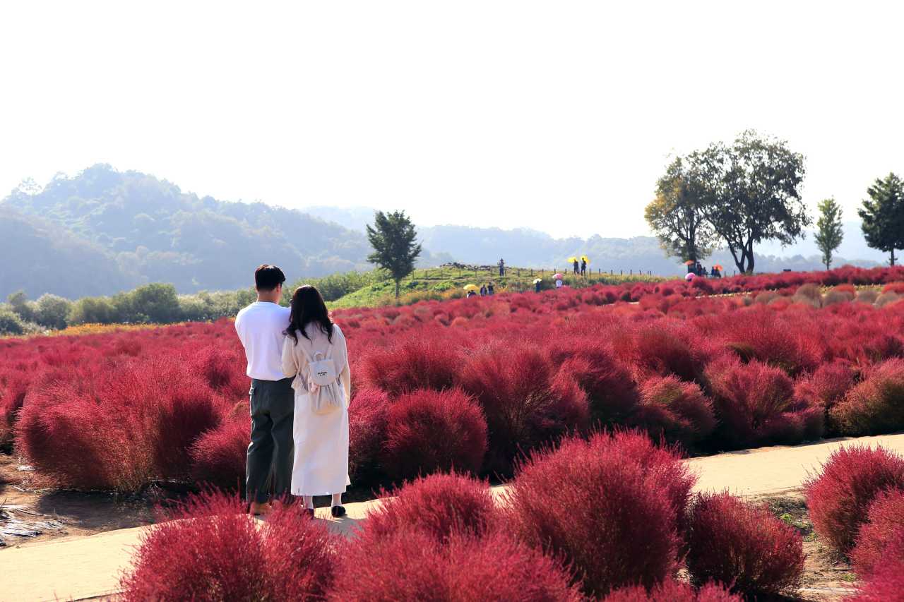 초가을 연천 댑싸리 / 사진=경기관광공사