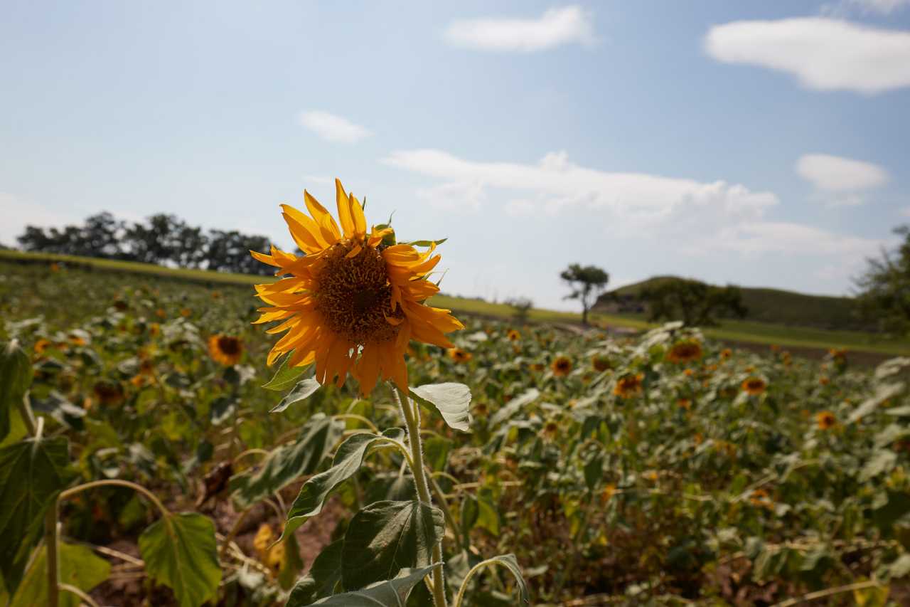 통일바라기 축제는 9월 3일 시작입니다 / 사진=경기도 멀티미디어자료실 김지호
