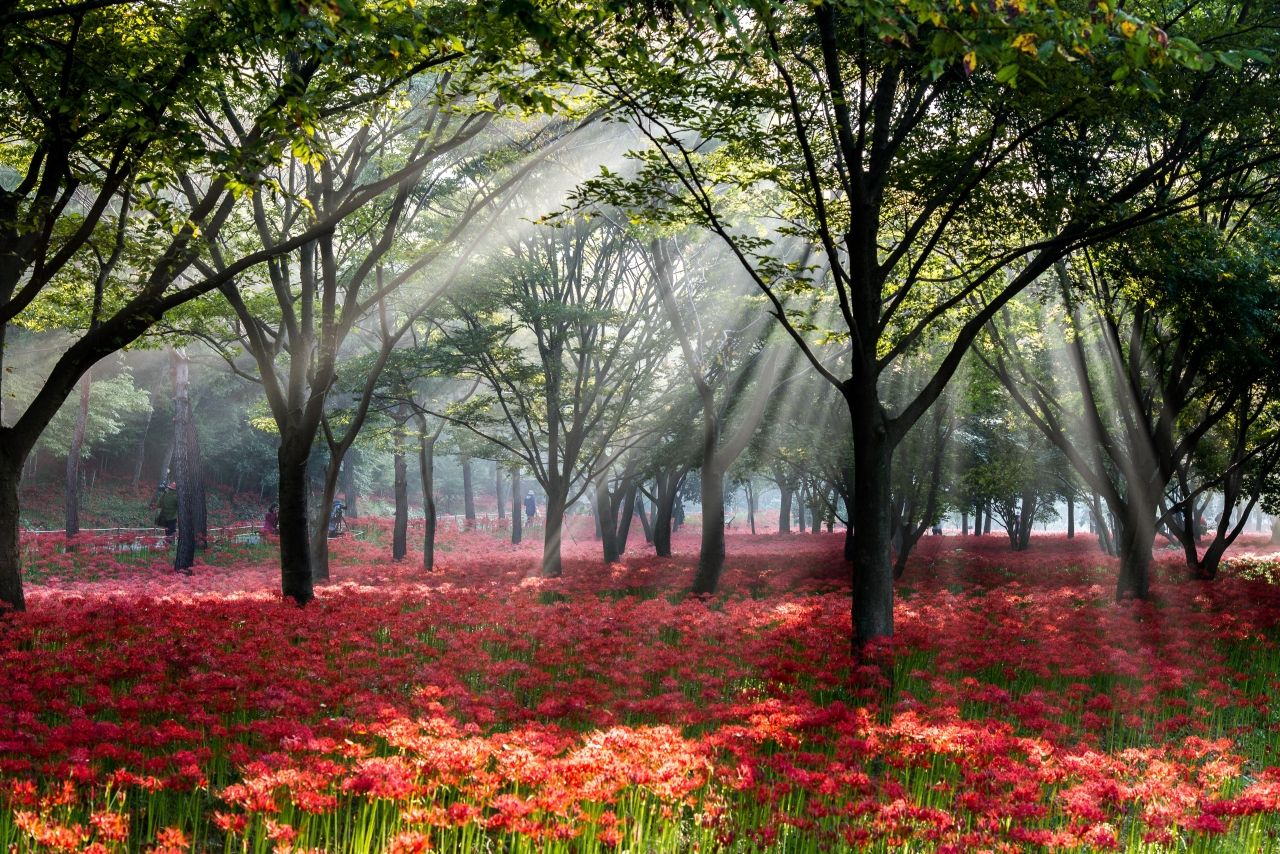 꽃무릇 / 한국관광콘텐츠랩-김성자