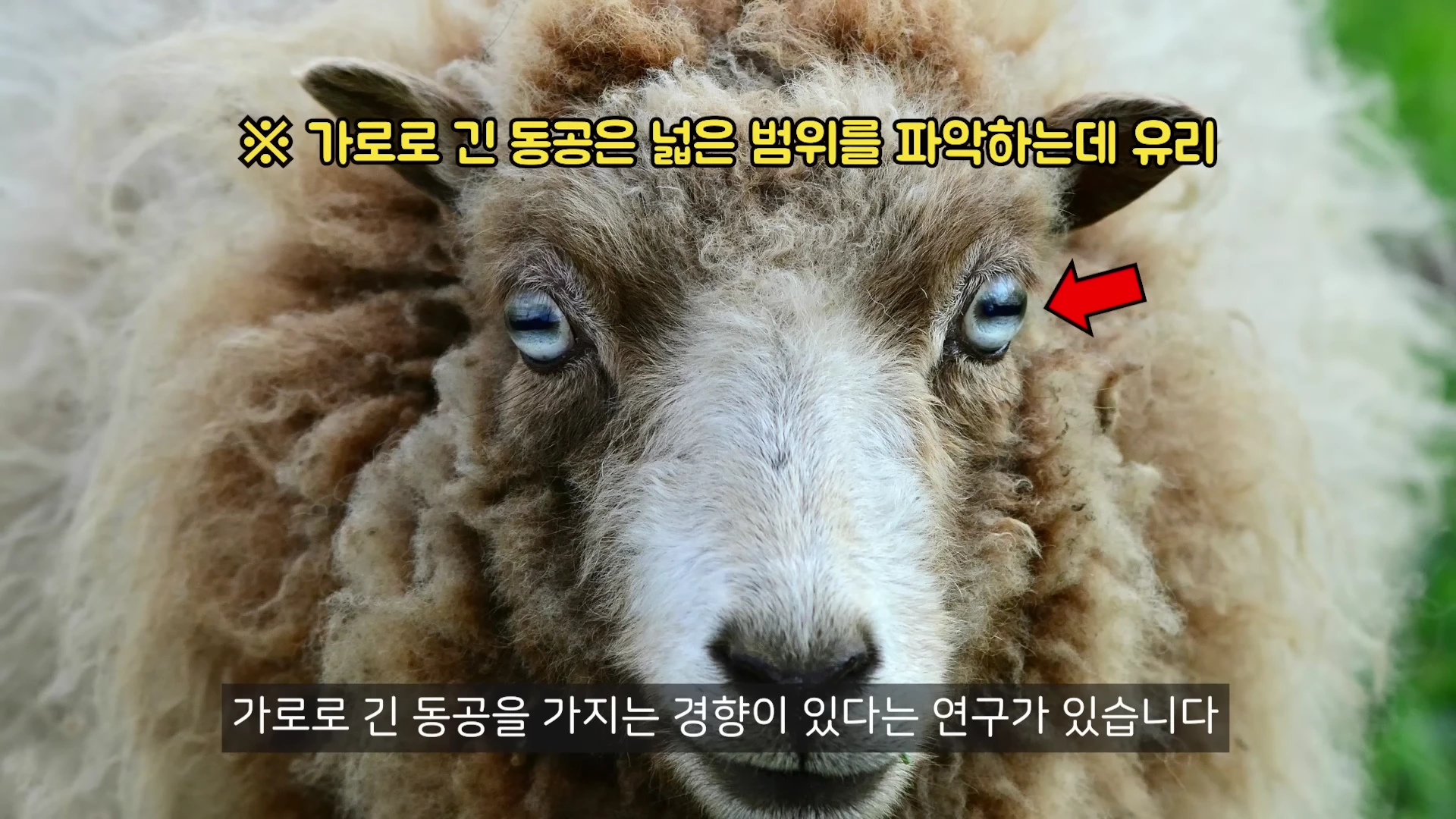 양의 정면 얼굴 클로즈업 사진으로, 눈동자가 가로로 긴 모양을 띠고 있습니다. 화면 상단에는 가로로 긴 동공의 이점을 설명하는 자막이, 하단에는 해당 경향성을 언급하는 자막이 포함되어 있습니다.