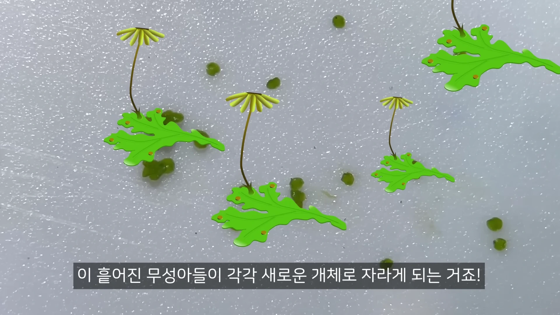 연두색 잎 모양의 우산이끼들이 바닥에 놓여 있고, 위쪽에는 우산 모양의 돌기가 솟아 있으며 하단에는 한국어 자막이 있는 그래픽 영상.