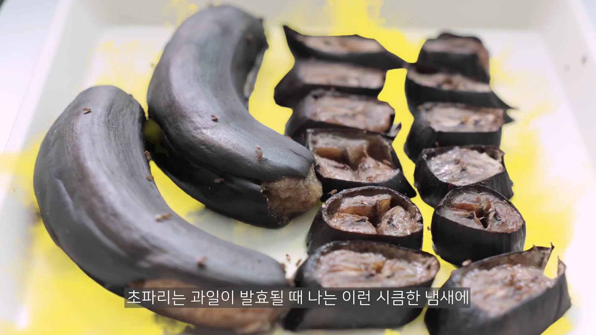 흰색 쟁반 위에 놓인 검게 변한 바나나 조각들 사이로 작은 날파리들이 기어 다니는 근접 촬영 화면