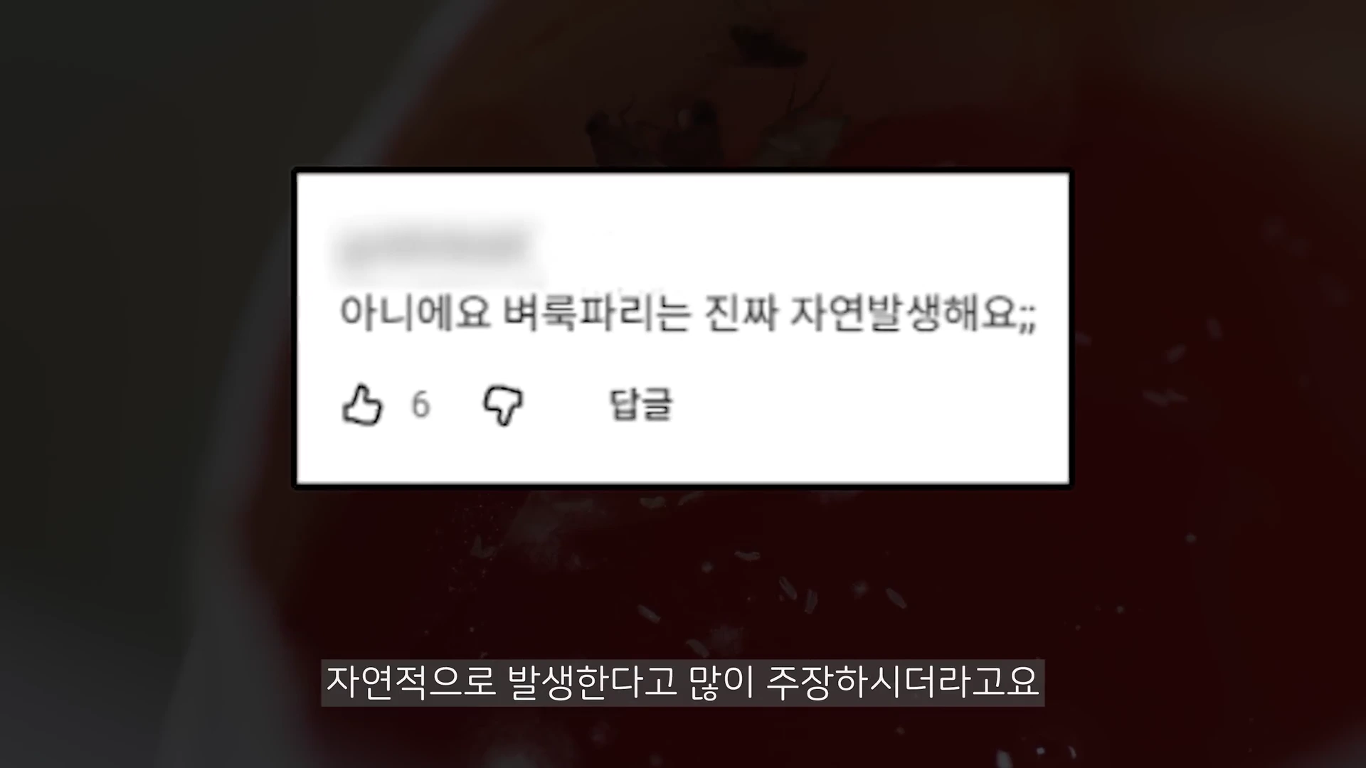벼룩파리가 자연 발생한다는 내용의 유튜브 댓글이 화면 중앙에 강조되어 있고, 아래에는 이를 언급하는 자막이 배치된 영상 캡처 화면.