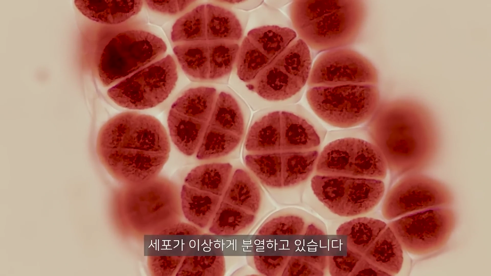 현미경으로 관찰한 여러 개의 세포가 십자 모양으로 분열되어 나뉘어 있는 모습.