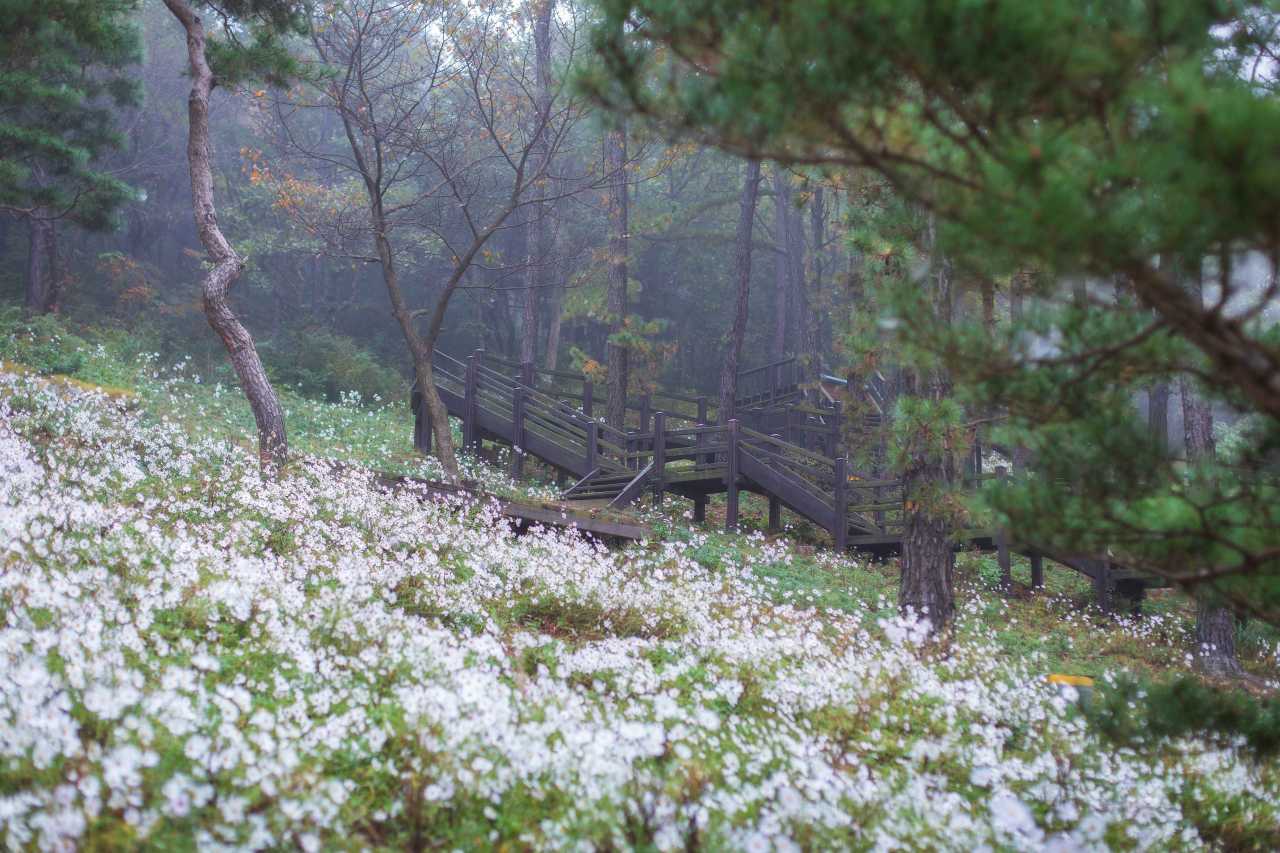 새하얀 구절초 / 사진=한국관광공사 포토코리아@정규진