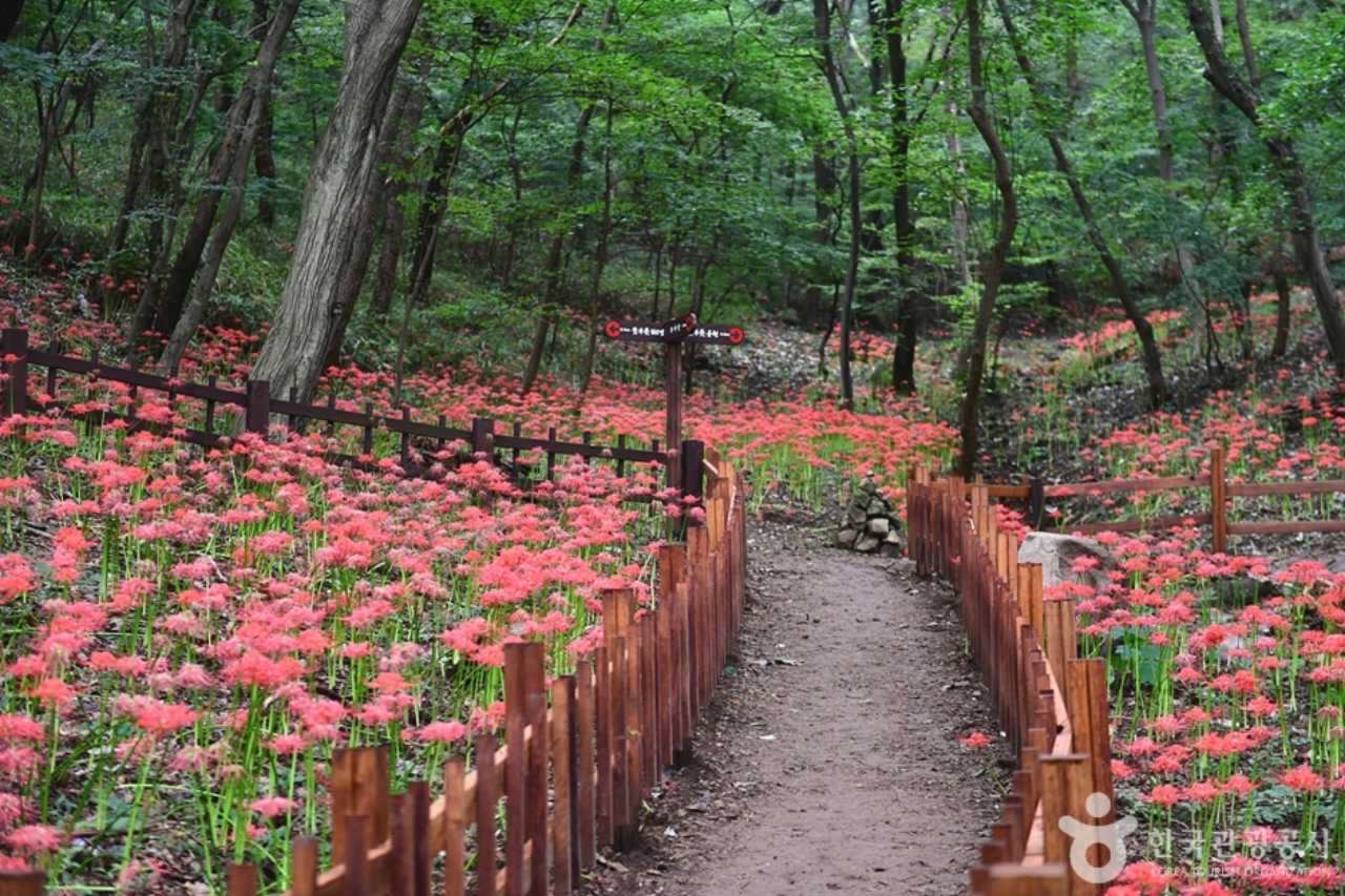 함평 용천사 꽃무릇 / 사진=한국관광공사