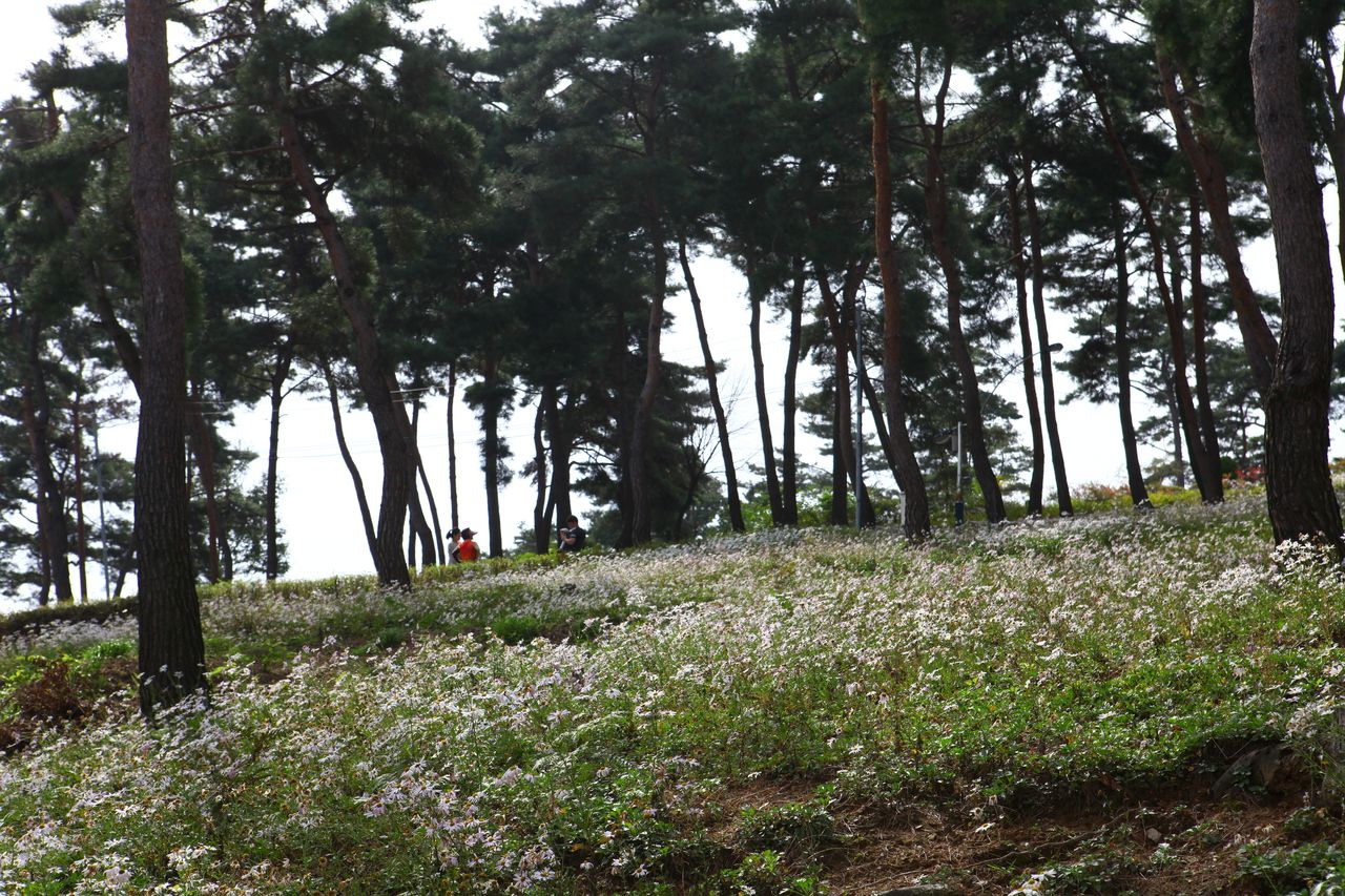구절초테마공원 / 한국관광콘텐츠랩-이범수