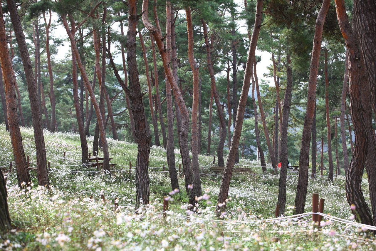 구절초테마공원 / 한국관광콘텐츠랩-이범수