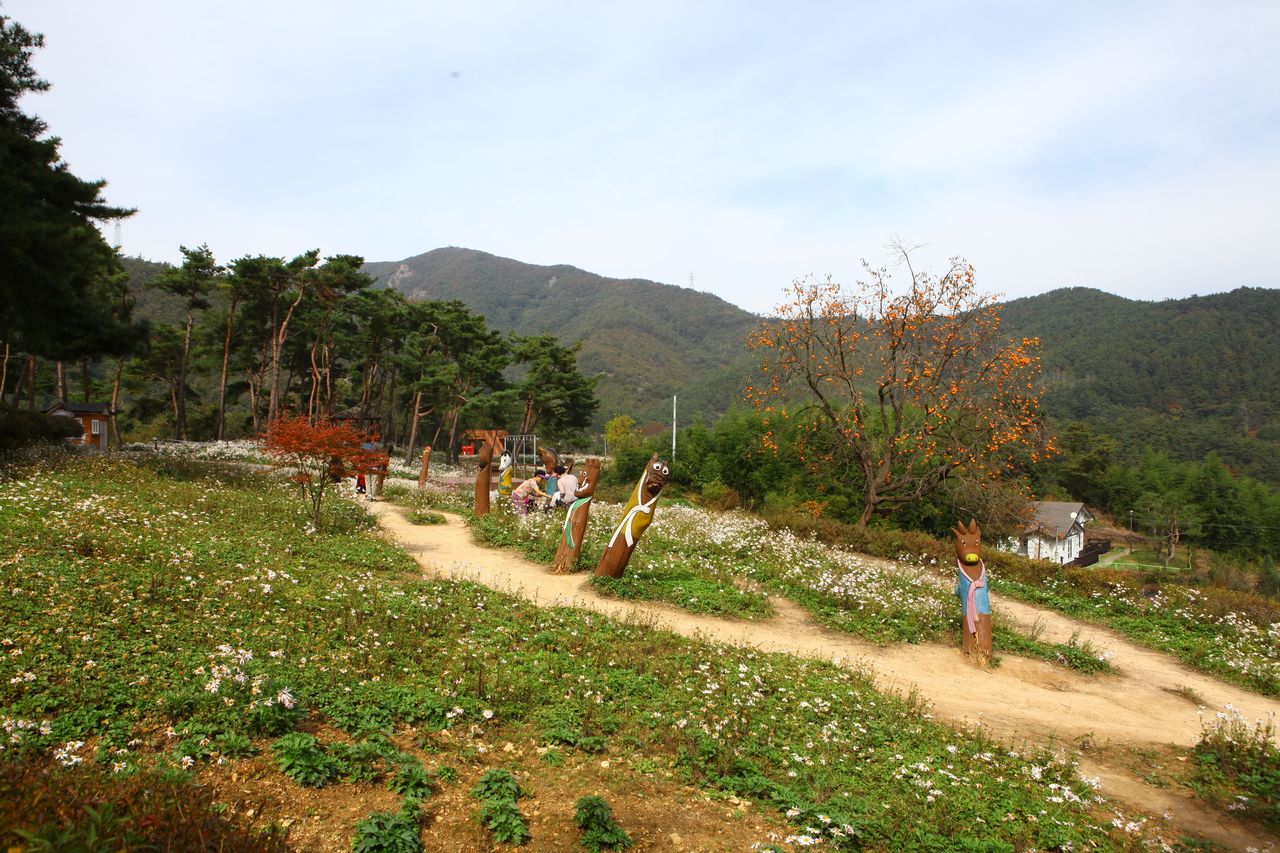 구절초테마공원 / 한국관광콘텐츠랩-이범수