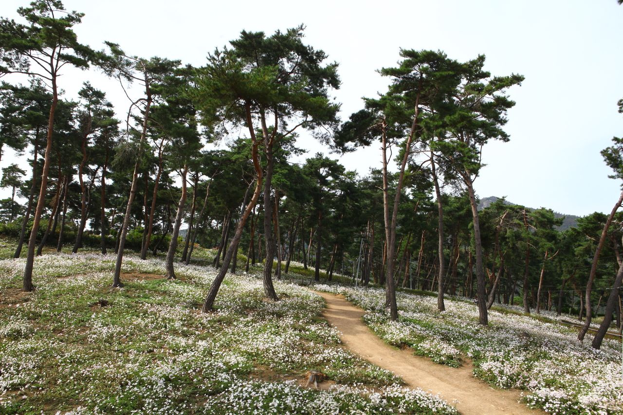 구절초테마공원 / 한국관광콘텐츠랩-이범수