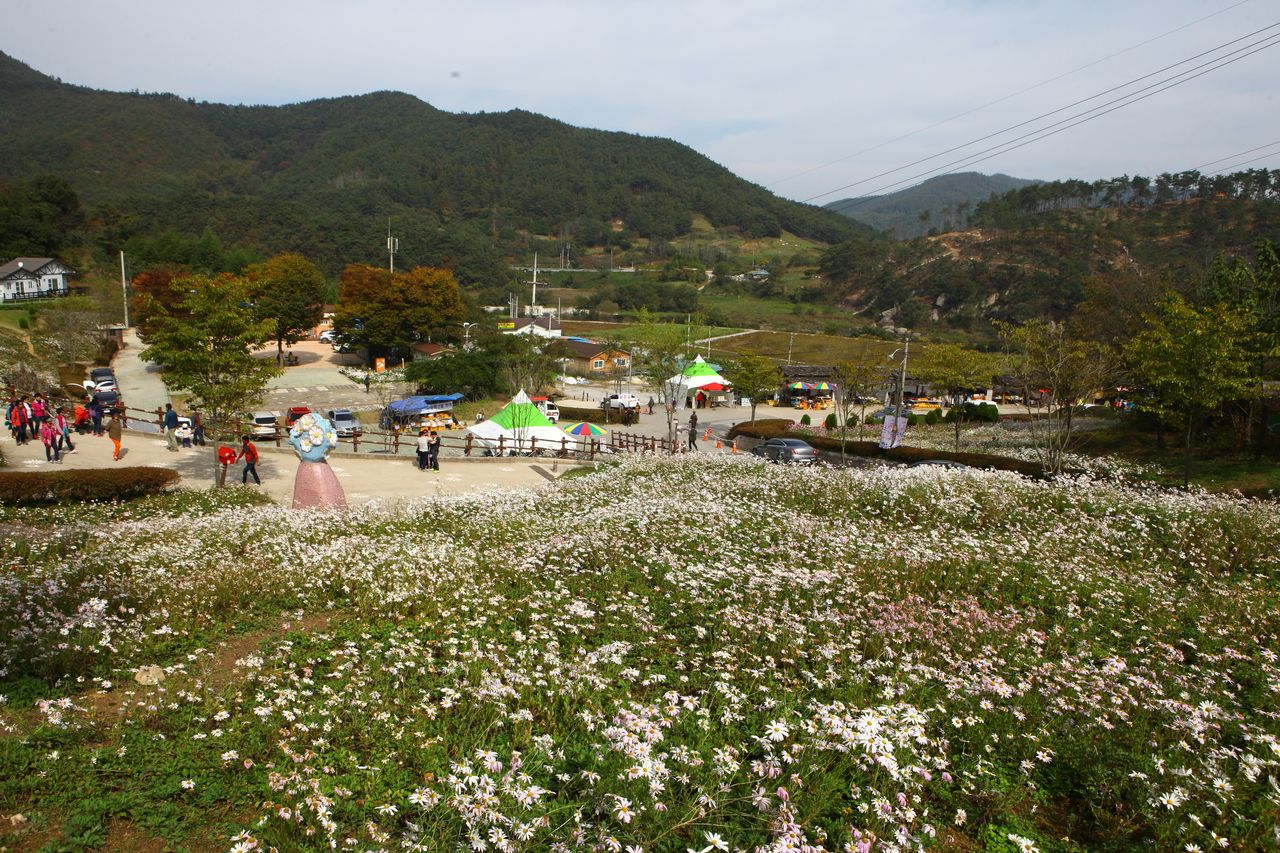 구절초테마공원 / 한국관광콘텐츠랩-이범수