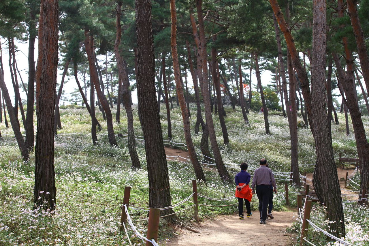 구절초테마공원 / 한국관광콘텐츠랩-이범수
