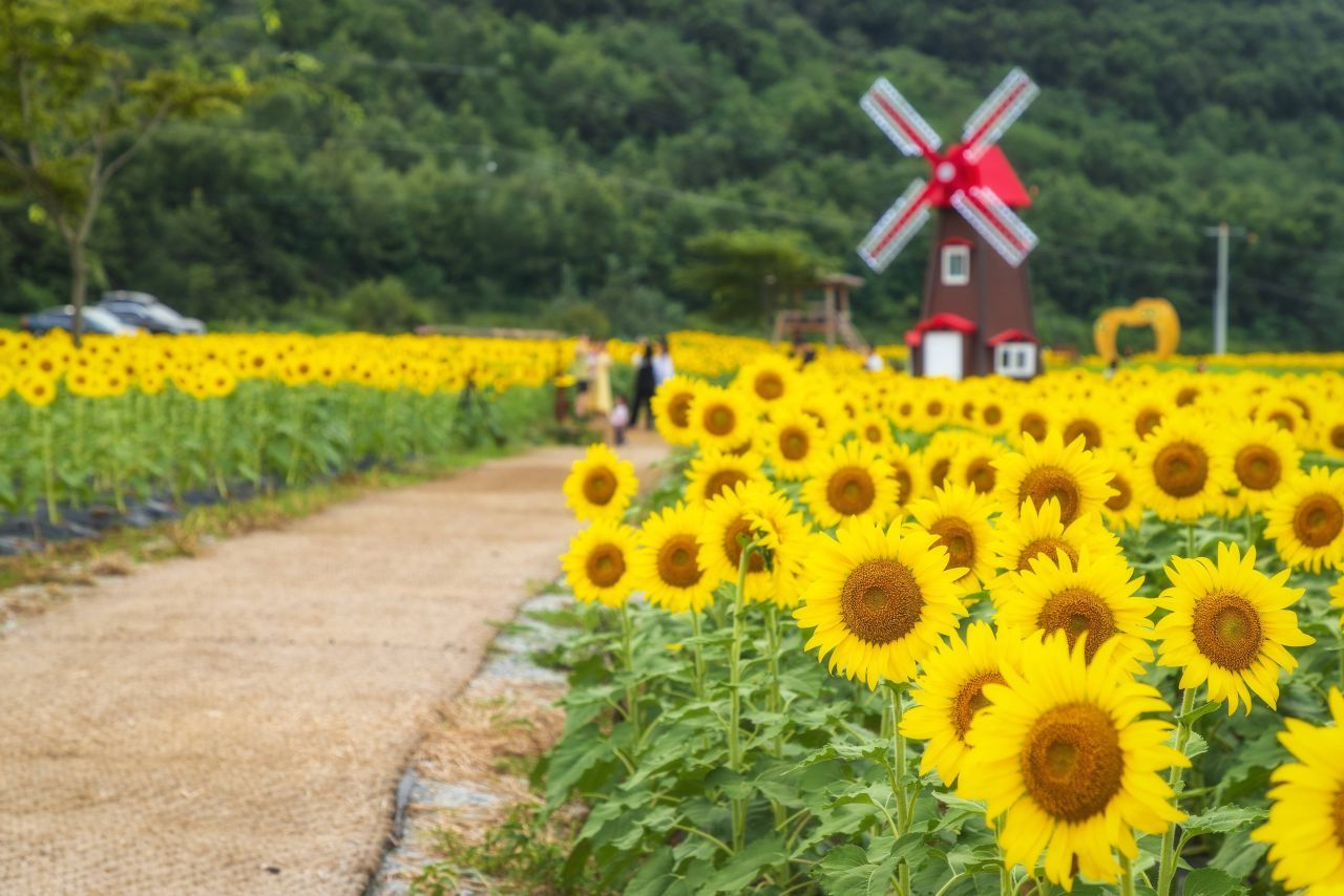 난정리 해바라기마을 정원 / 한국관광콘텐츠랩-정규진