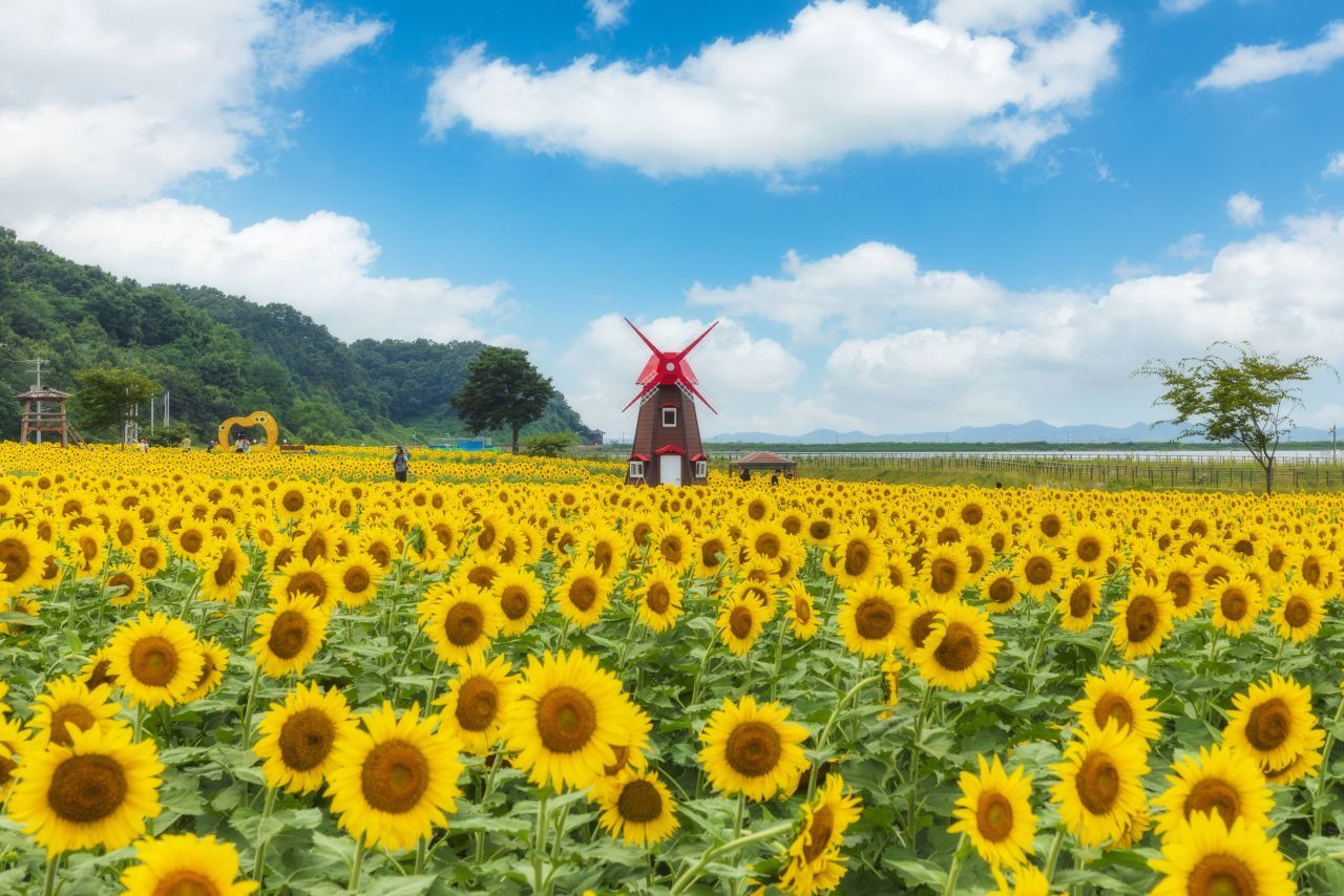 난정리 해바라기마을 정원 / 한국관광콘텐츠랩-정규진