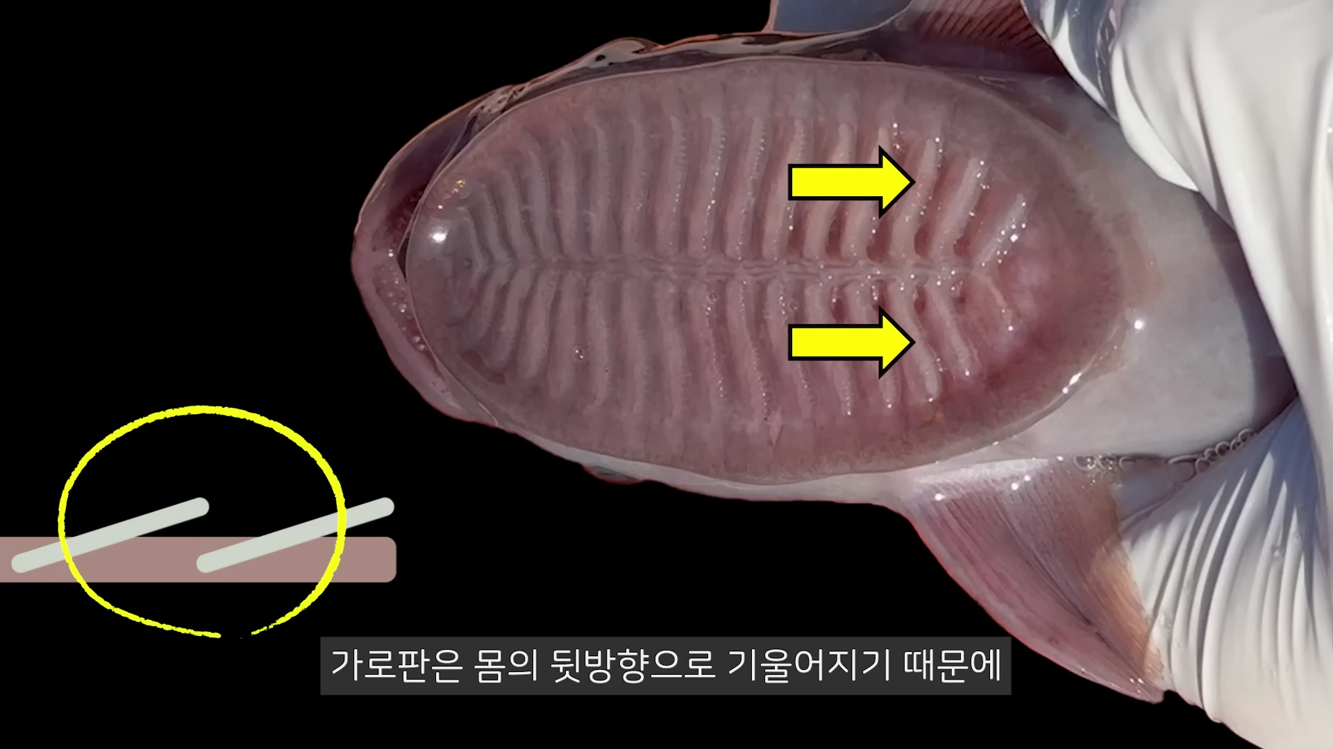빨판상어의 머리 윗부분에 위치한 타원형 흡착판을 근접 촬영한 모습이며, 중앙을 가로지르는 가로판들이 노란 화살표로 강조되어 있고 왼쪽 아래에는 가로판의 기울기를 나타내는 도식화된 그래픽이 삽입되어 있습니다.