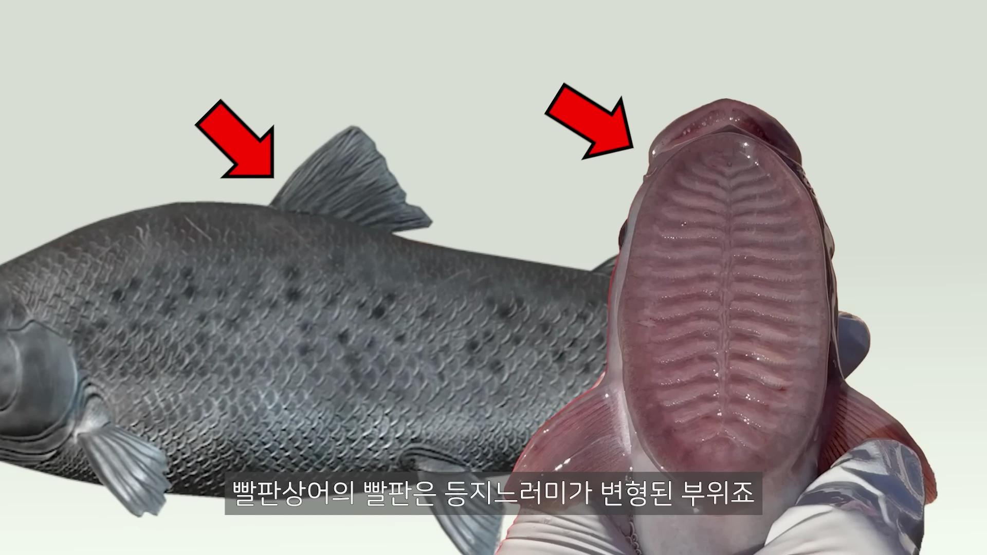 두 마리의 물고기 모습을 나란히 보여주는 화면으로 왼쪽에는 일반적인 물고기의 등지느러미가, 오른쪽에는 빨판상어의 머리 윗부분에 있는 타원형 흡착판이 빨간 화살표와 함께 강조되어 있습니다.