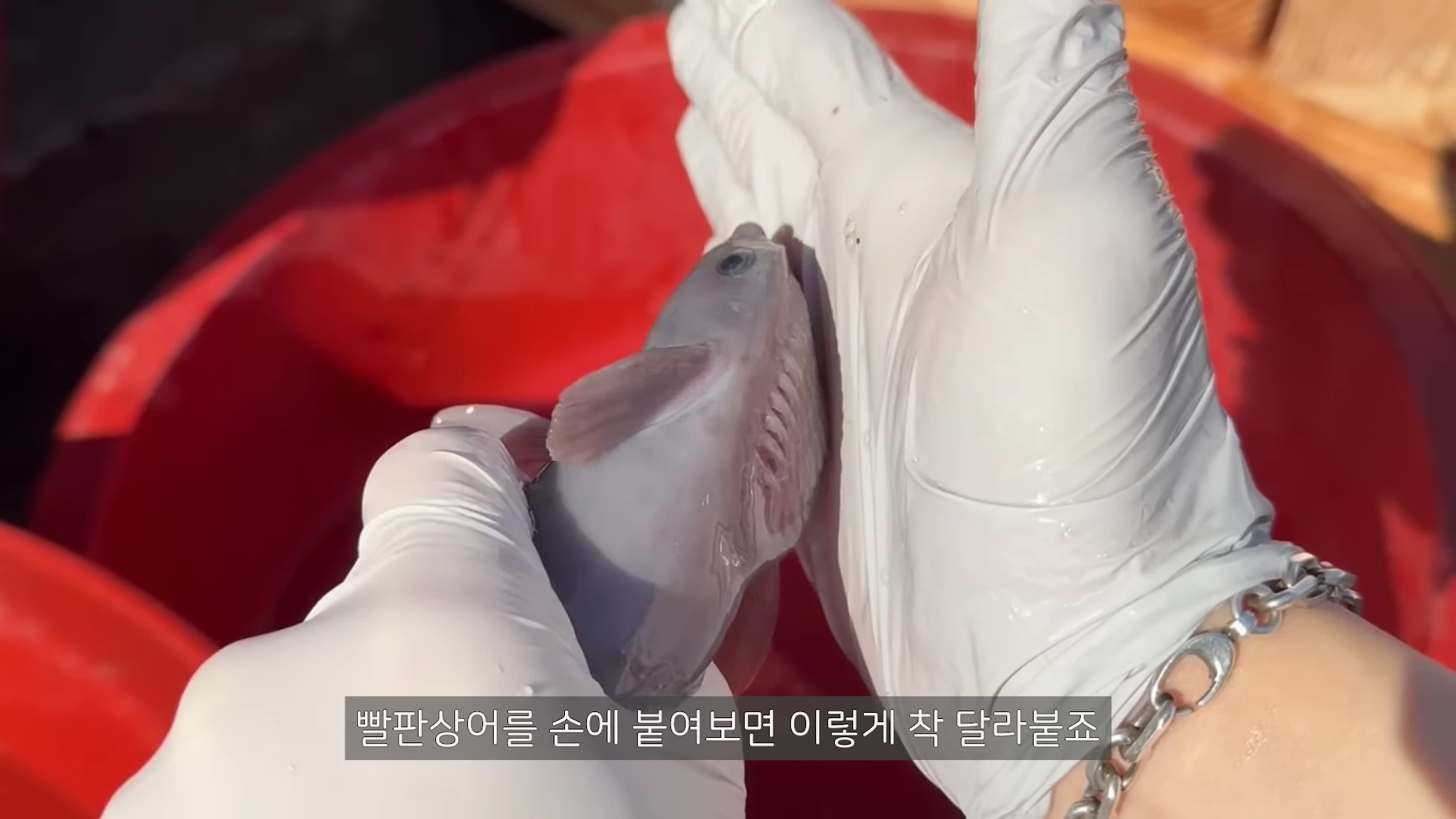 흰색 라텍스 장갑을 낀 손이 작은 빨판상어를 들고 있으며, 빨판상어의 머리 윗부분에 있는 흡착판이 손바닥에 밀착되어 있는 모습