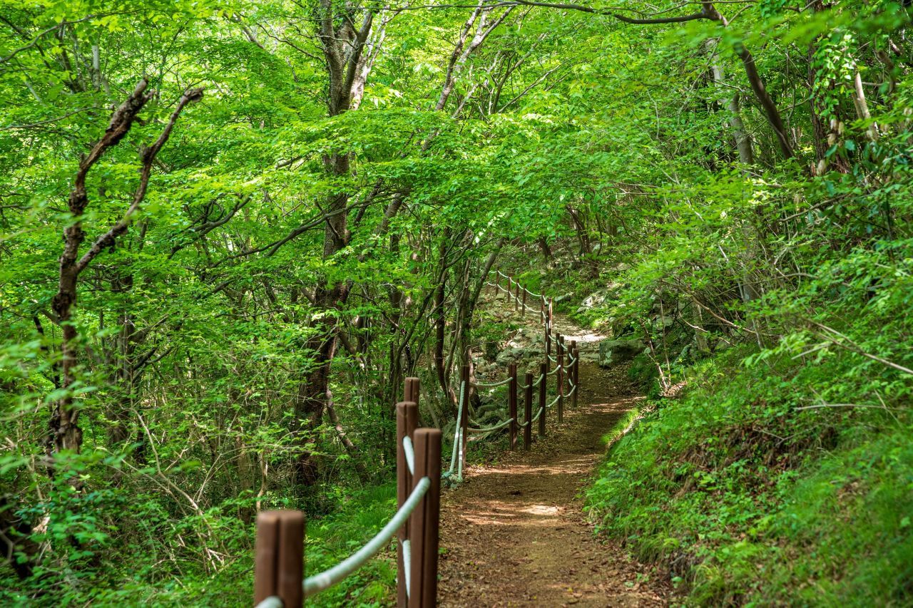 나로도 편백숲 / 한국관광콘텐츠랩-김지호