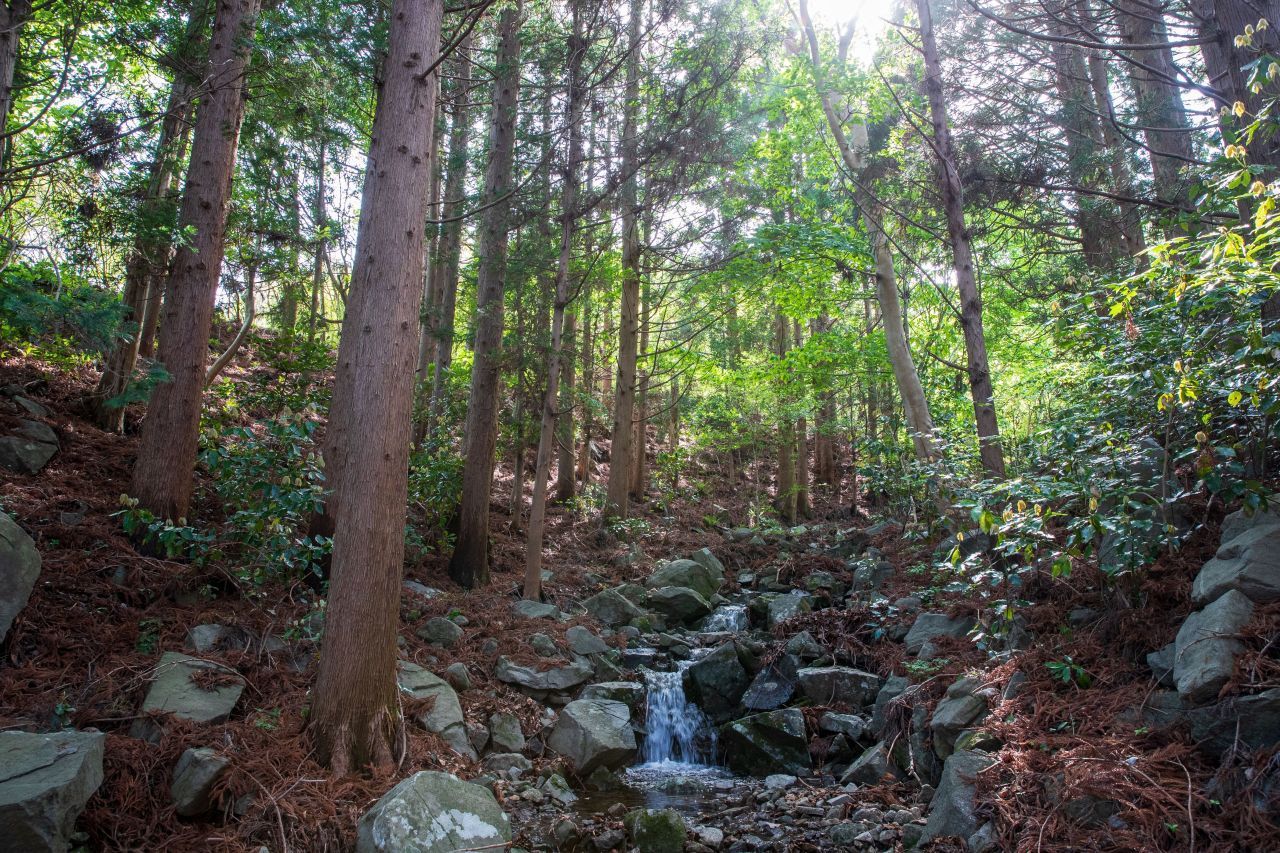 나로도 편백숲 / 한국관광콘텐츠랩-김지호