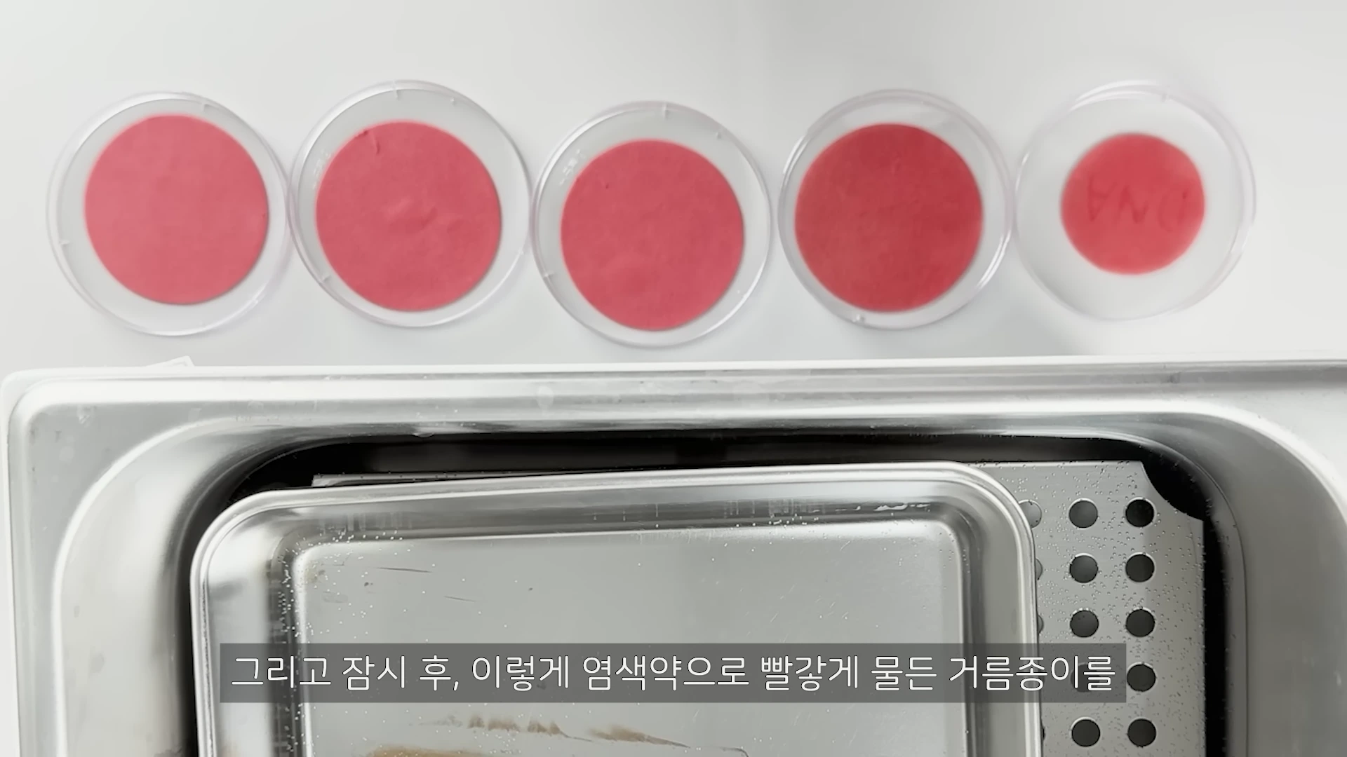 실험실 작업대 위에 놓인 5개의 페트리 접시들 속에 빨간 염색액이 담겨 있고, 그 아래에 스테인리스 재질의 열중탕 장비가 위치한 모습