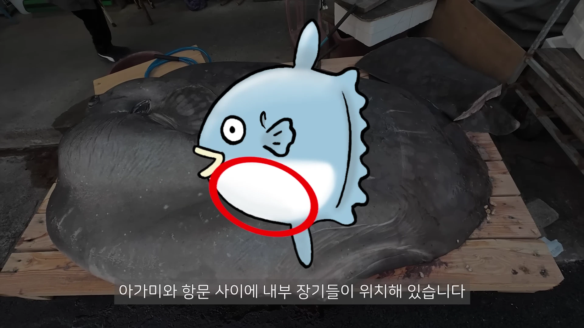 나무판 위에 놓인 거대한 개복치 위에 내부 장기 위치를 나타내는 만화 캐릭터와 빨간 원이 그려져 있고, 하단에 자막이 있는 화면