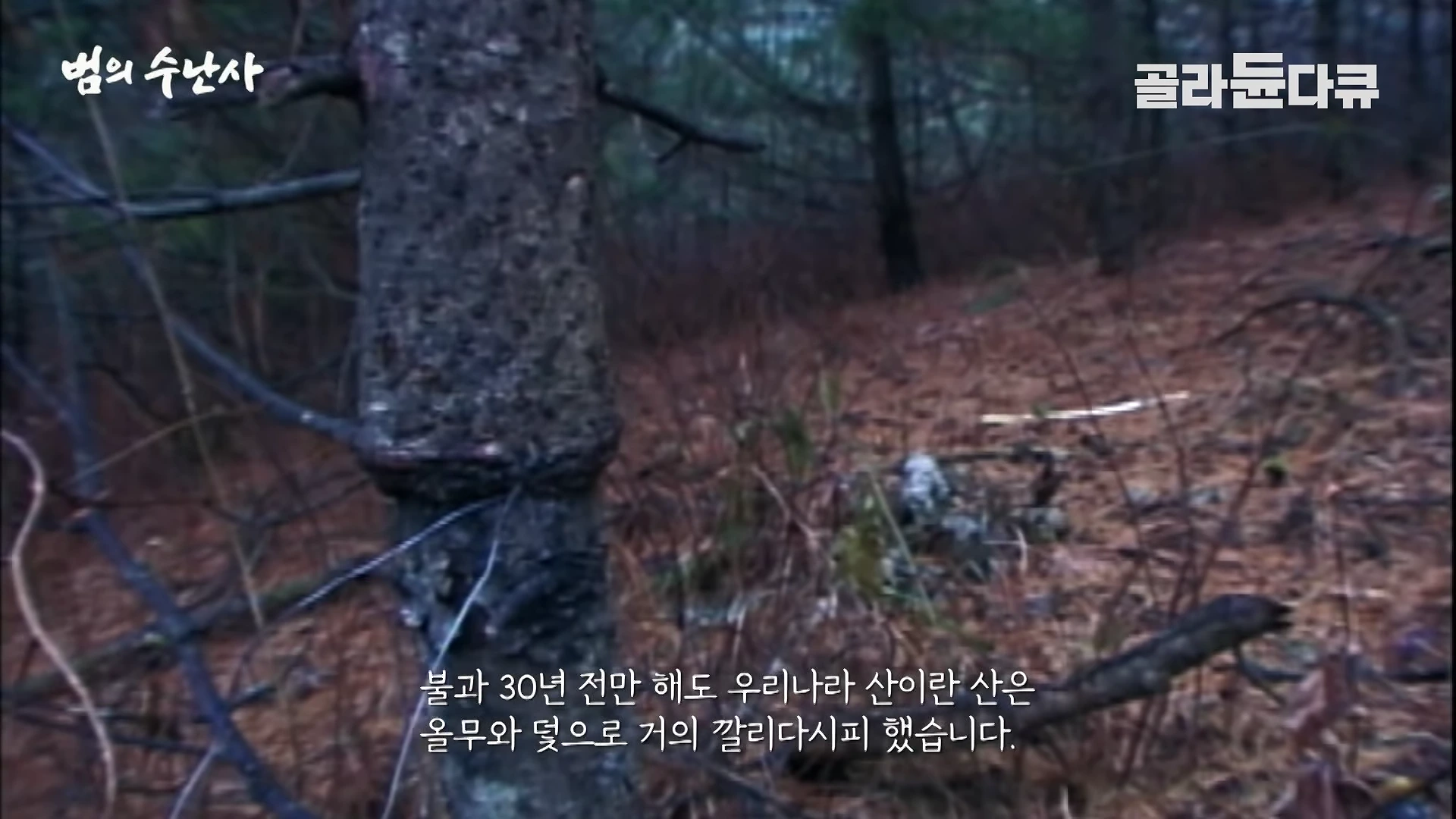 숲속 나무 밑동에 가느다란 금속 올무가 감겨 있는 모습과 '범의 수난사', '골라듄다큐'라는 글자가 화면 상단에 적혀 있다.