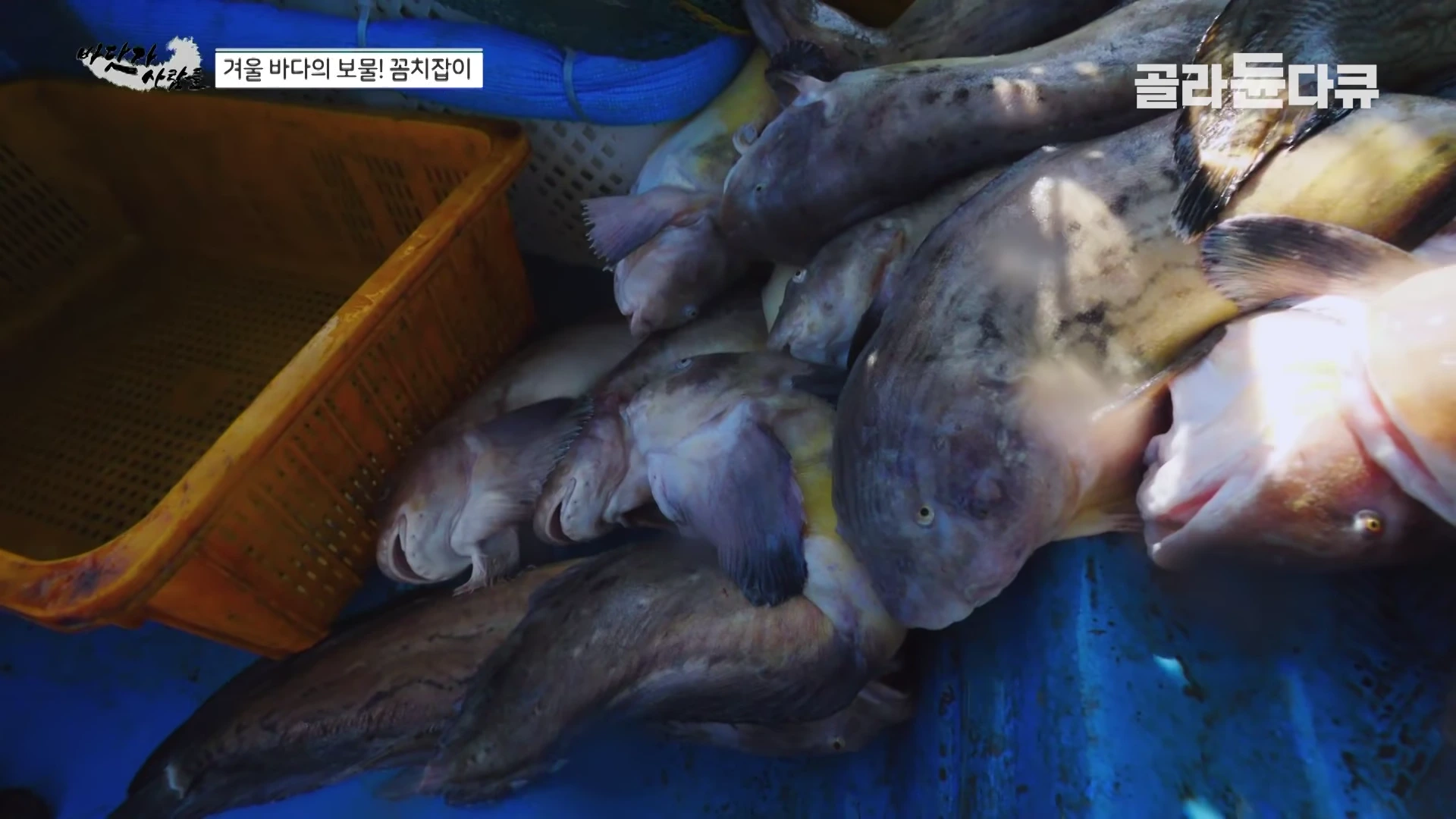파란색 어선 바닥에 가득 쌓여 있는 꼼치들의 모습. 왼쪽에는 노란색 플라스틱 바구니가 놓여 있고, 화면 왼쪽 상단과 오른쪽 상단에 프로그램 자막이 표시되어 있음.