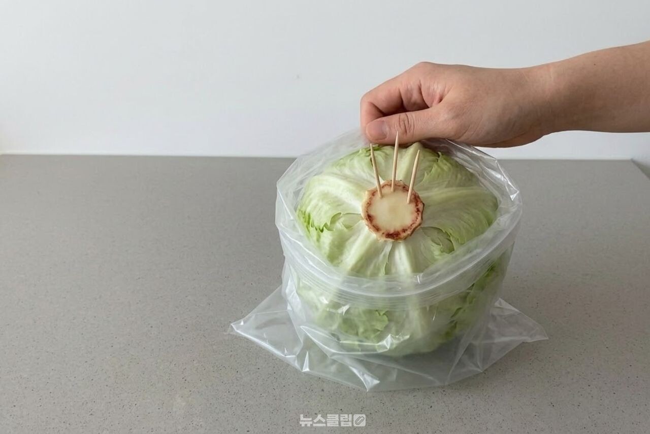 양상추 이쑤시개 보관법 / 기사 이해를 돕기 위한 AI 이미지