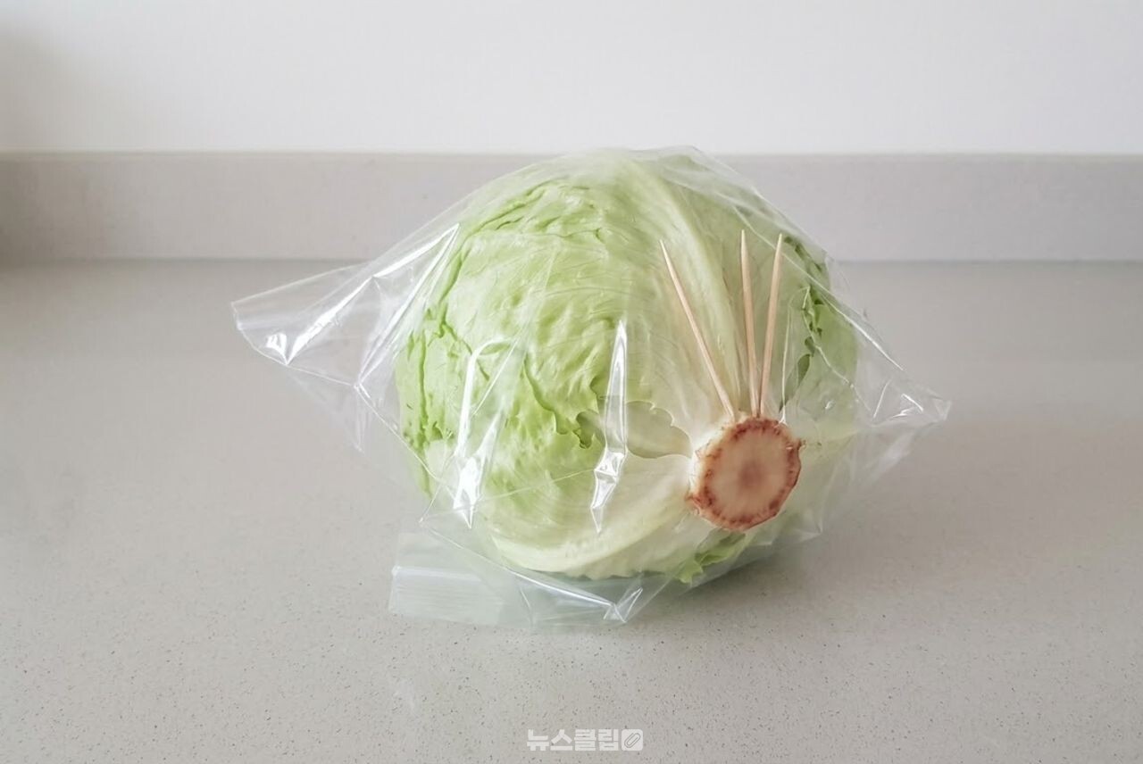양상추 이쑤시개 보관법 / 기사 이해를 돕기 위한 AI 이미지