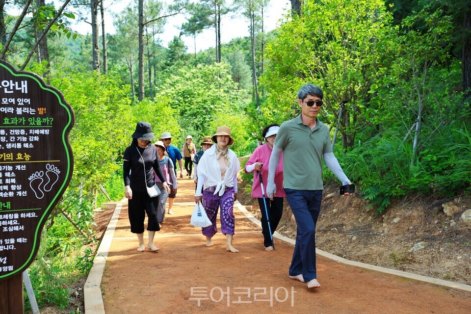 보성 제암산자연휴양림 탐방객들이  숲속 맨발길'에서 맨발로 황톳길을 걸으며 산림욕을 즐기고 있다/사진=보성군