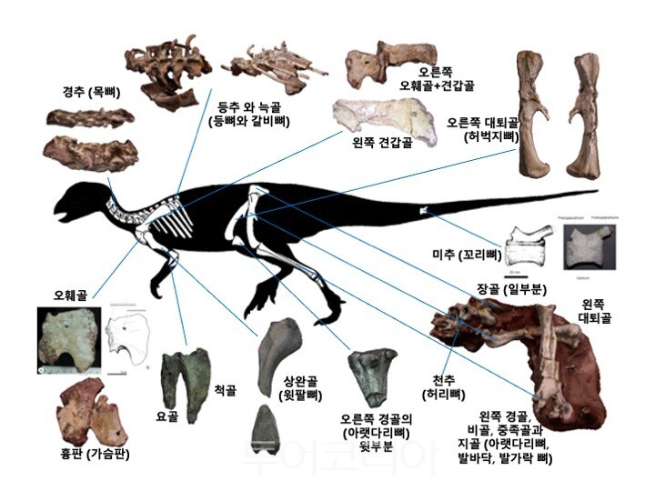 보성 조각류 공룡 골격화석 골격도 /사진-보성군