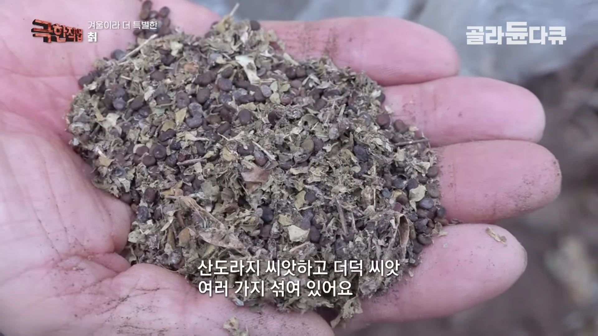사람이 손바닥 위에 산도라지, 더덕 등 다양한 약초 씨앗을 가득 올려두고 있는 모습이다.