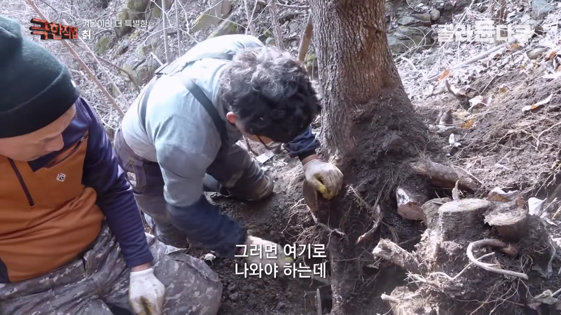 두 명의 약초꾼이 산비탈에서 흙을 파내어 칡뿌리를 캐고 있는 모습
