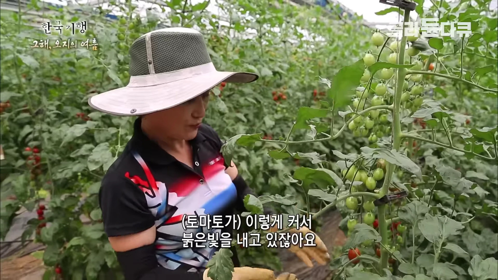 모자를 쓴 농부가 비닐하우스 안에서 주렁주렁 열린 토마토를 살펴보고 있다.