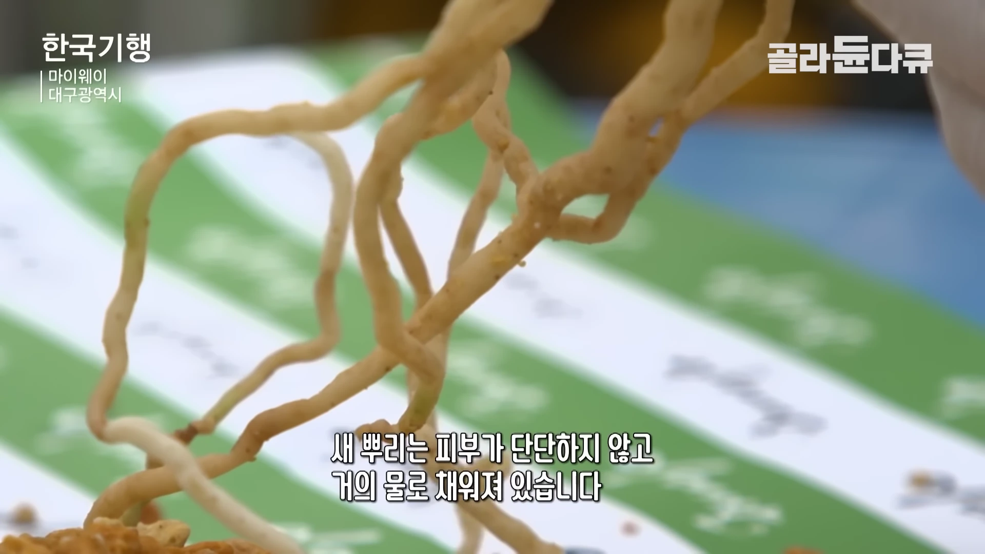 밝은 갈색을 띠는 길고 가느다란 난초 뿌리가 여러 갈래로 뻗어 있는 모습이며, 화면 하단에는 '새 뿌리는 피부가 단단하지 않고 거의 물로 채워져 있습니다'라는 자막이 표시되어 있습니다.