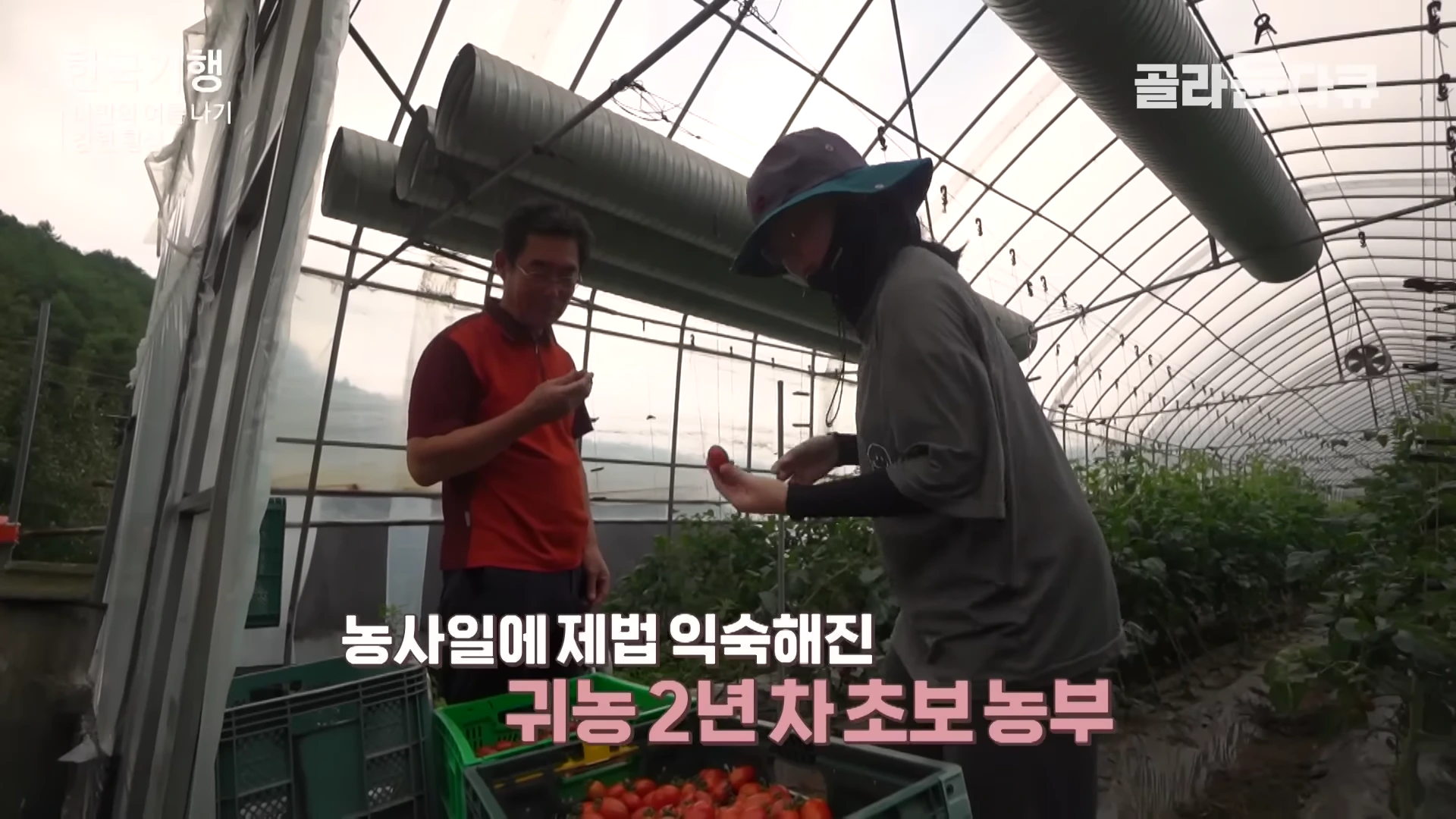 비닐하우스 안에서 모자와 작업복 차림의 여성이 토마토를 수확하고 있고, 옆에 선 남성이 토마토를 맛보고 있다.