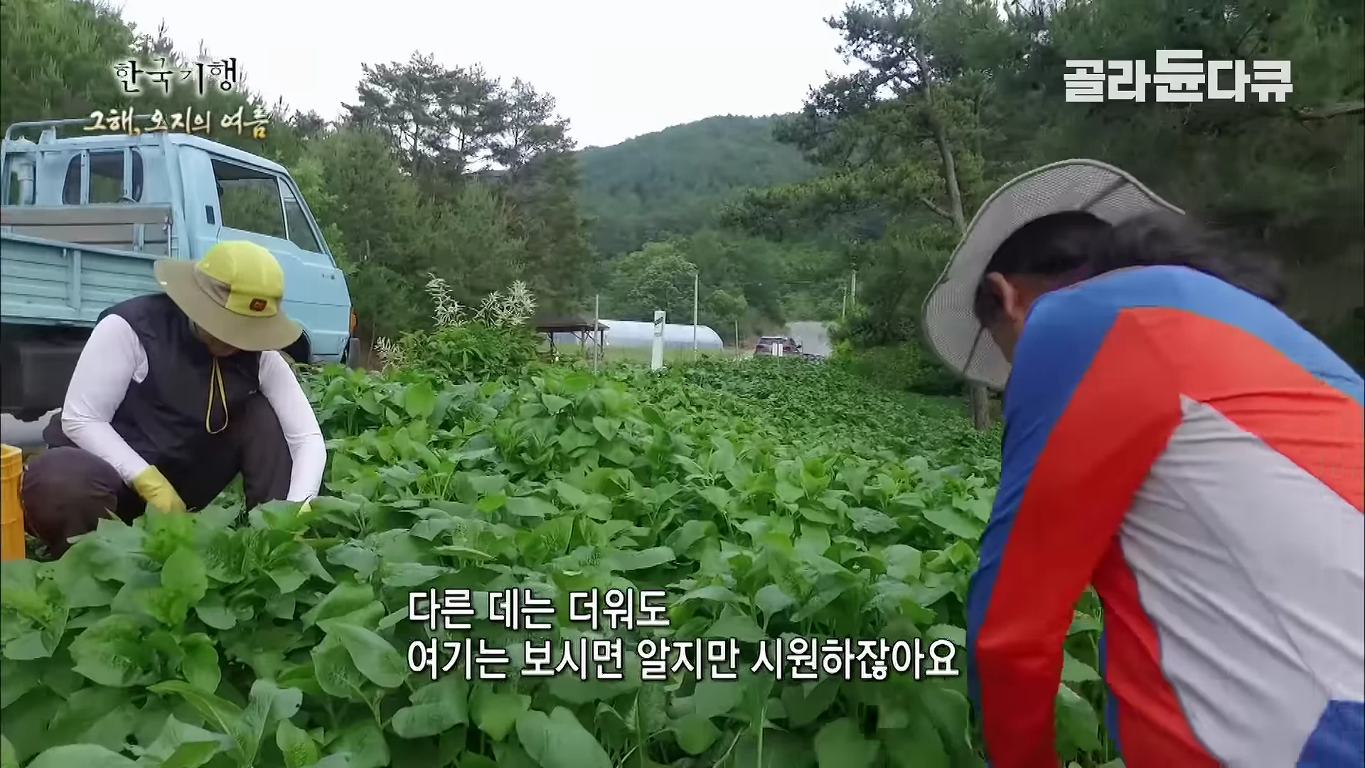 두 사람이 모자를 쓰고 밭에서 곤드레를 수확하는 모습과 그 뒤로 트럭이 주차되어 있는 풍경이 담긴 다큐멘터리 영상 화면