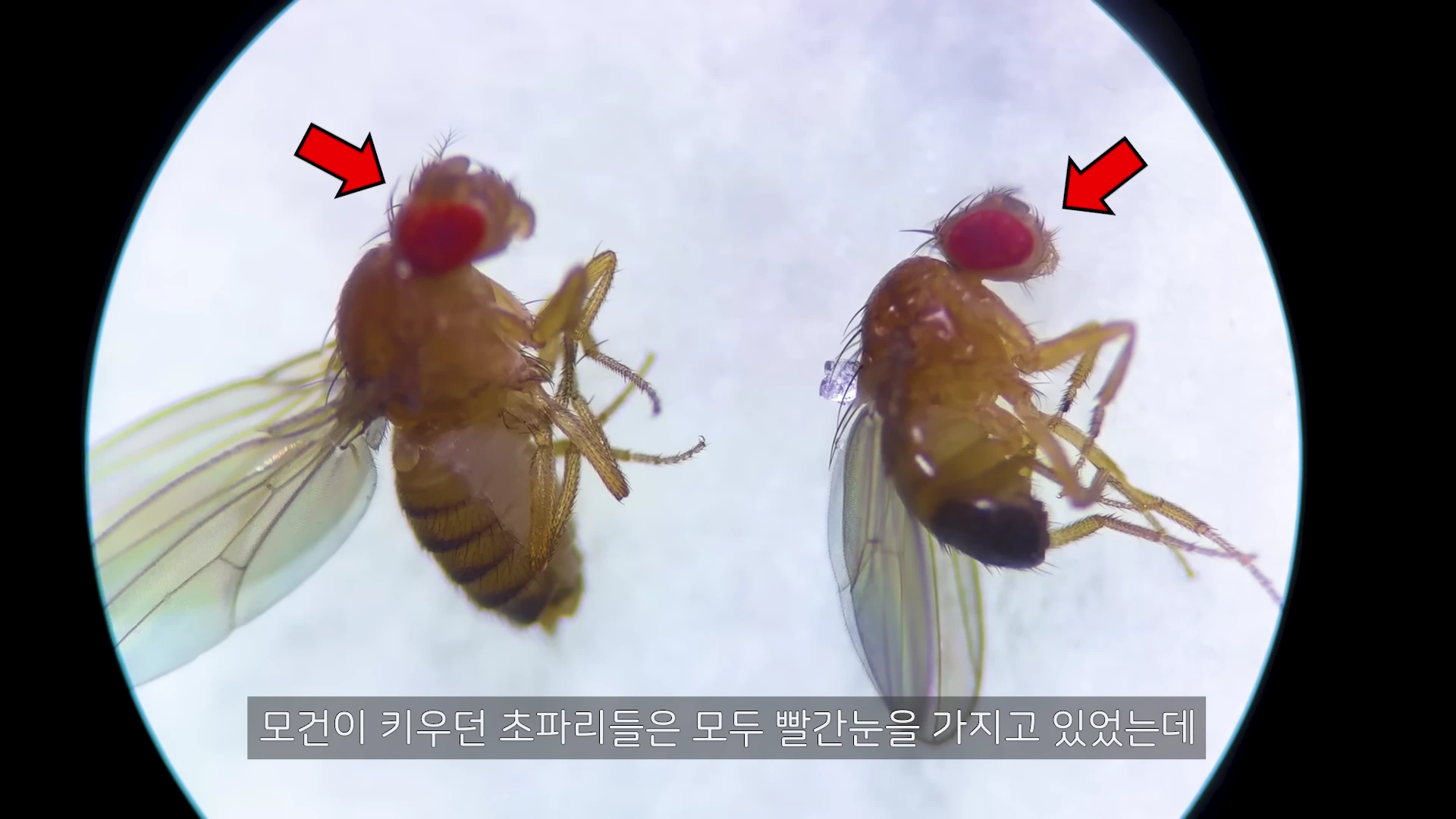 현미경으로 관찰한 두 마리의 초파리가 나란히 배치되어 있으며, 각 초파리의 빨간 눈을 가리키는 빨간색 화살표가 표시되어 있다.