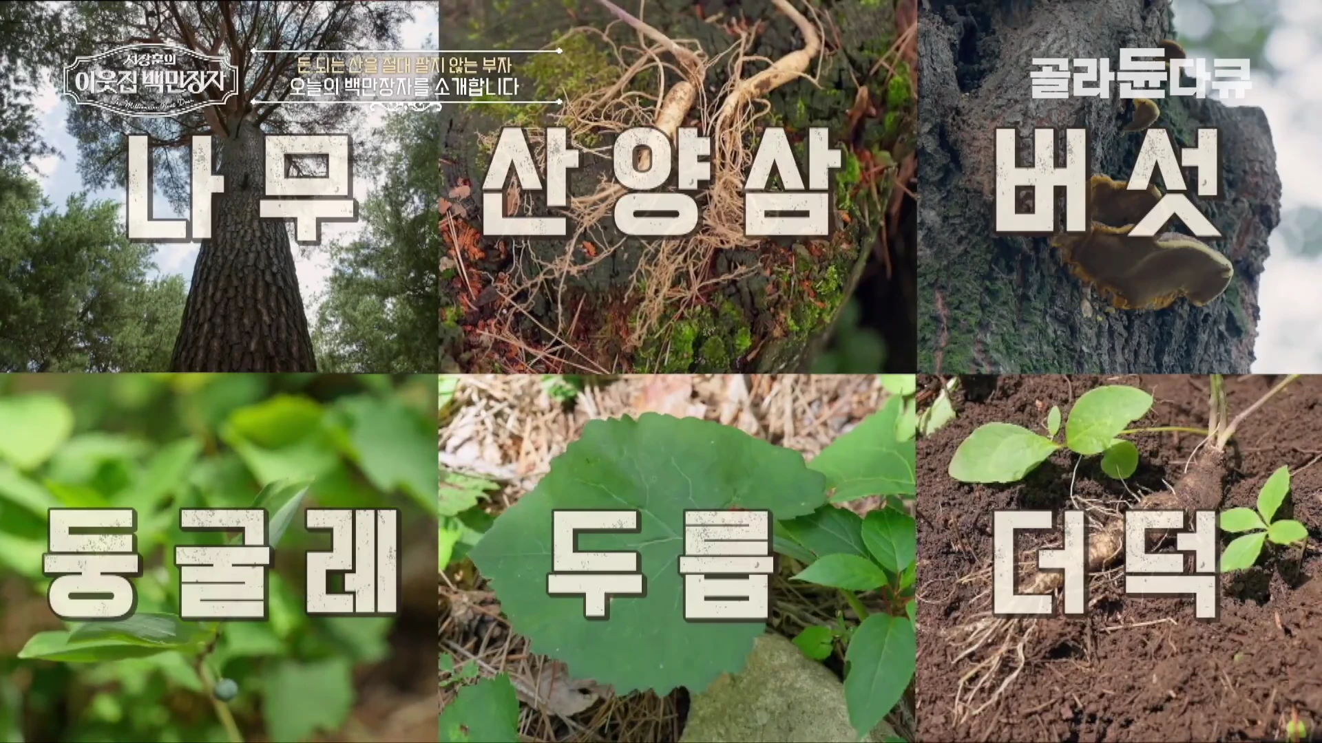 나무, 산양삼, 버섯, 둥굴레, 두릅, 더덕 등 숲에서 자라는 다양한 식물과 임산물 사진이 6개의 화면으로 분할되어 배치된 영상 캡처 화면.