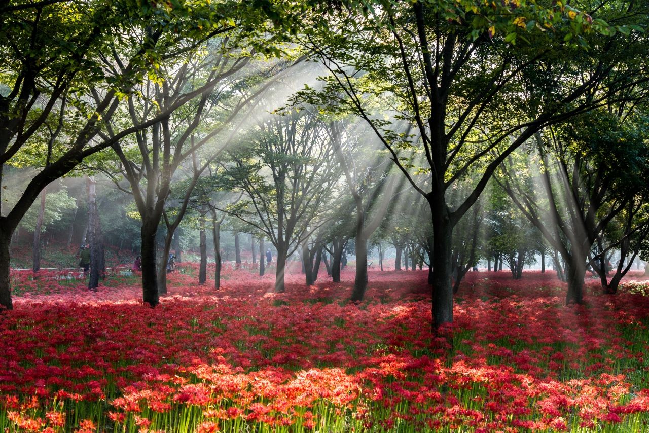 꽃무릇축제 / 한국관광공사-김성자