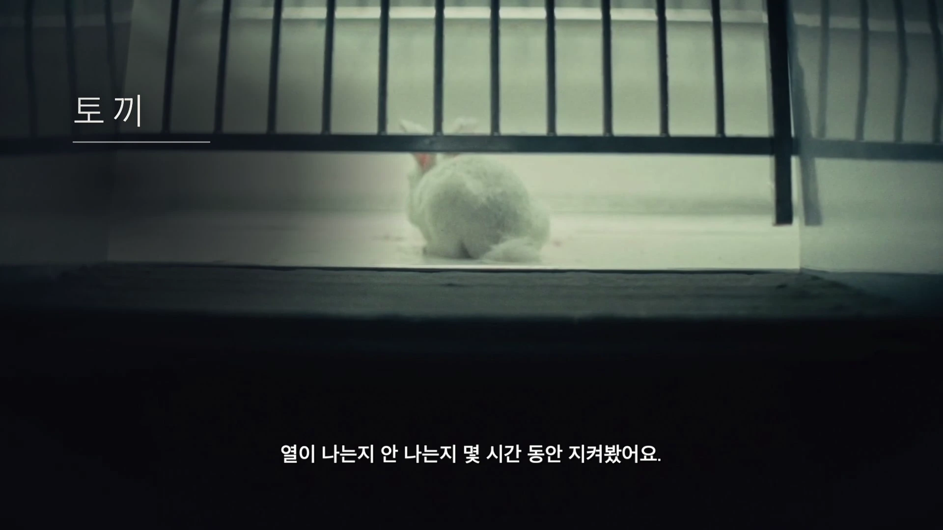 흰 토끼 한 마리가 좁은 칸막이 뒤에 앉아 있는 모습이 담긴 영상 캡처 화면이며, 화면 왼쪽 상단에는 '토끼'라는 글자가 적혀 있다.