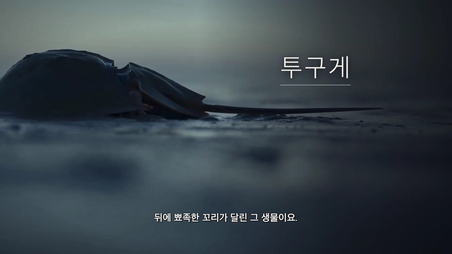 바닷가 모래 위에 놓인 투구게의 모습과 함께 '투구게'라는 글자 및 설명 자막이 화면에 나타나 있다.