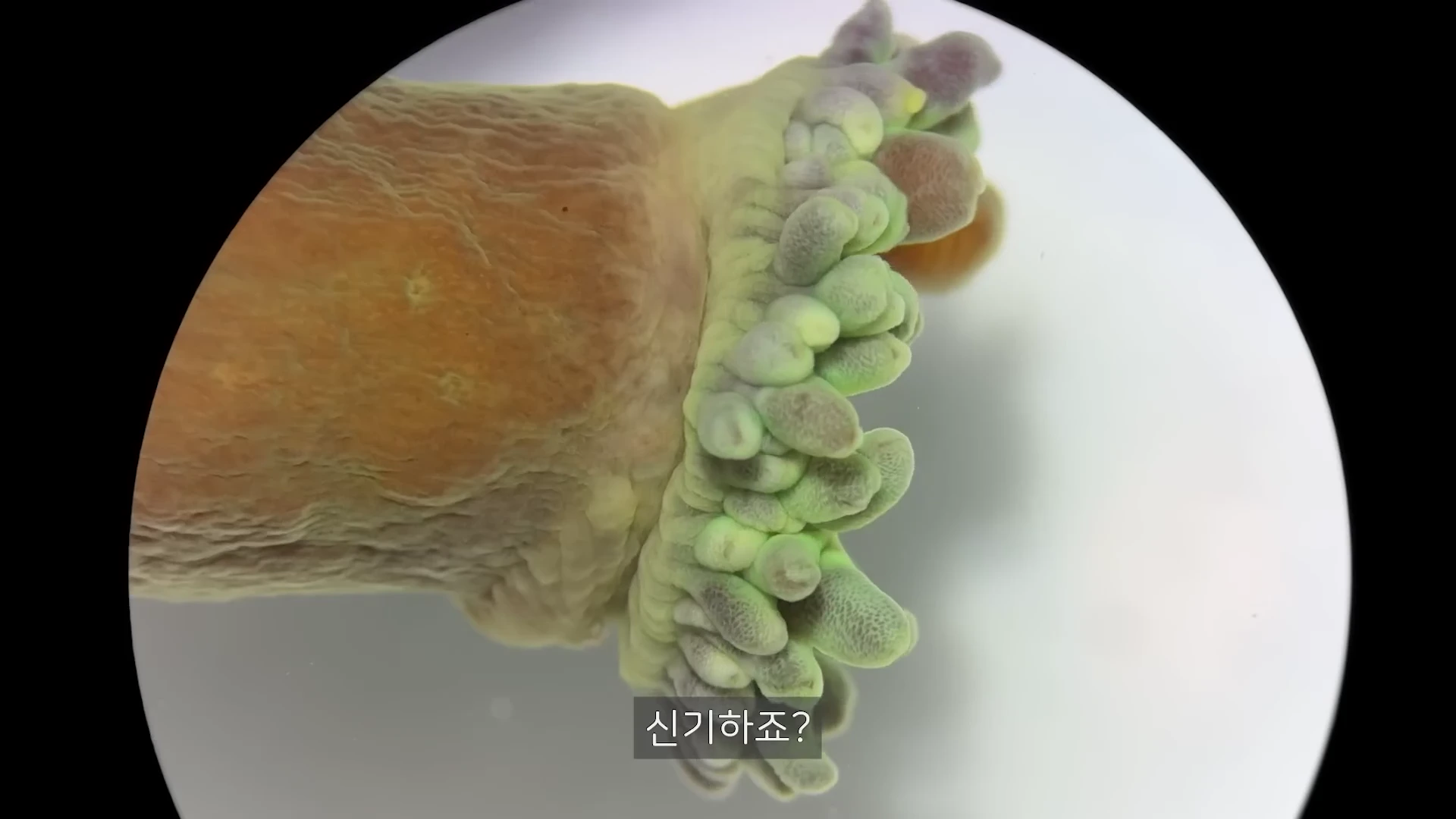 현미경으로 확대된 산호의 끝부분으로, 연녹색의 울퉁불퉁한 촉수들이 모여 있는 모습