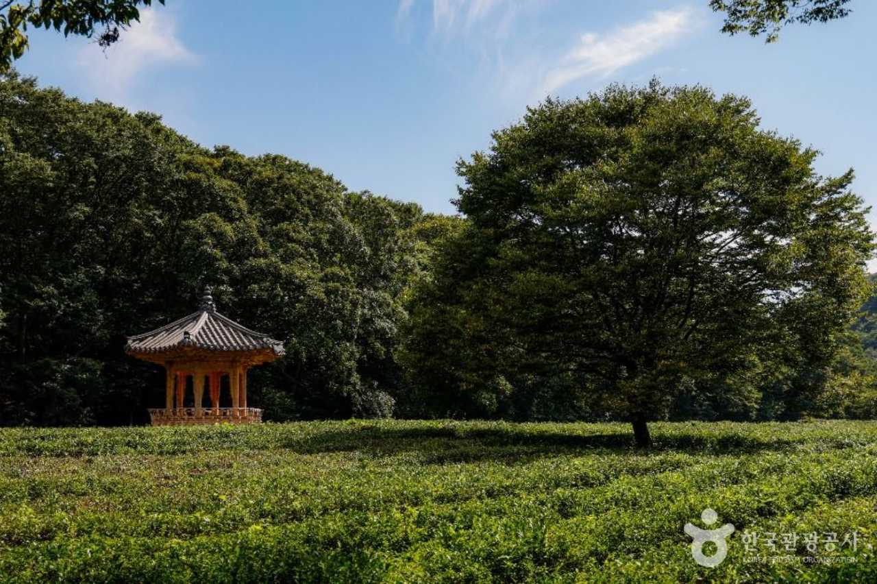 선운사 꽃무릇 / 사진=한국관광공사