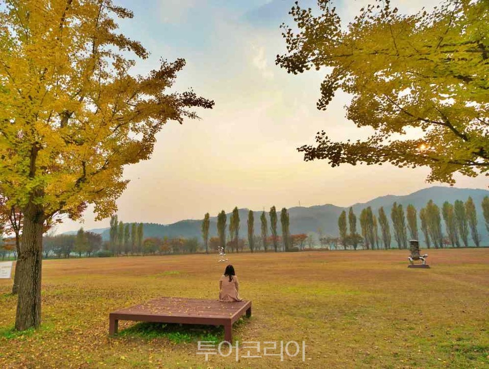 노랗게 물든 강천섬 은행나무길 /사진-투어코리아